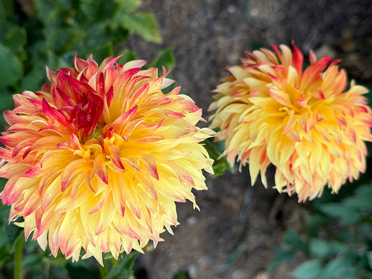 Bloomquist Georgia Dahlia