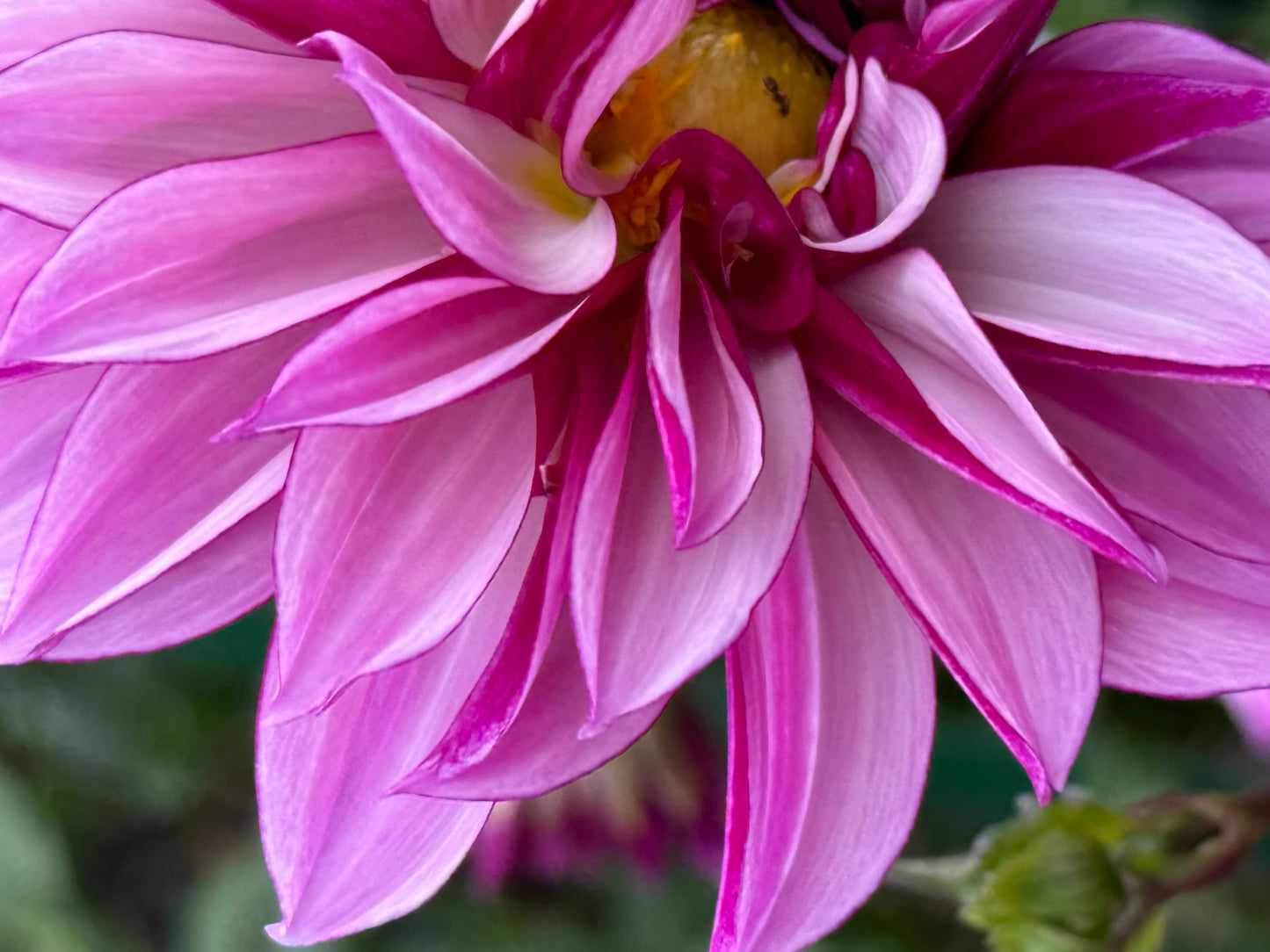 Cranberry Classic Dahlia