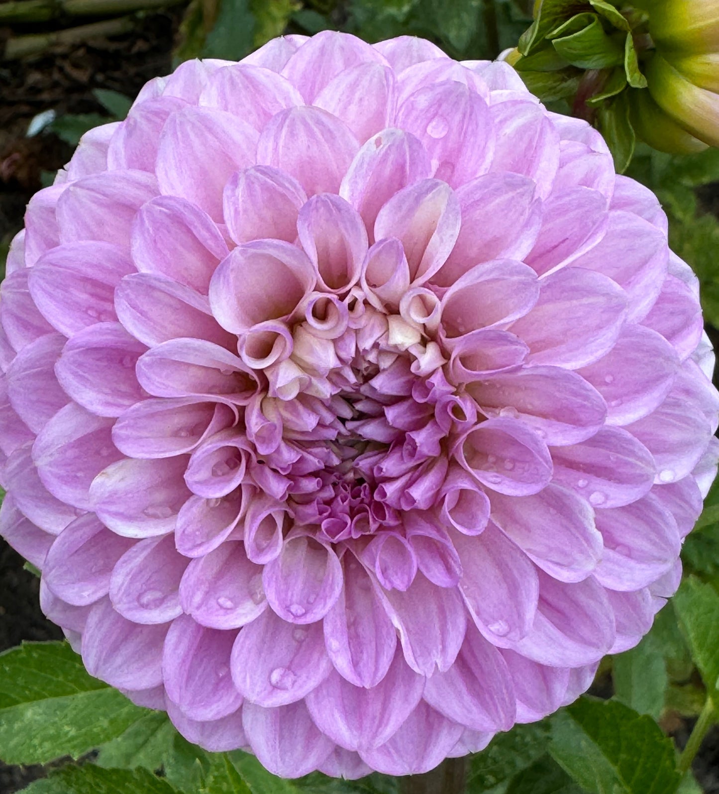 20th Avenue Old Major Dahlia