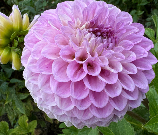 20th Avenue Old Major Dahlia