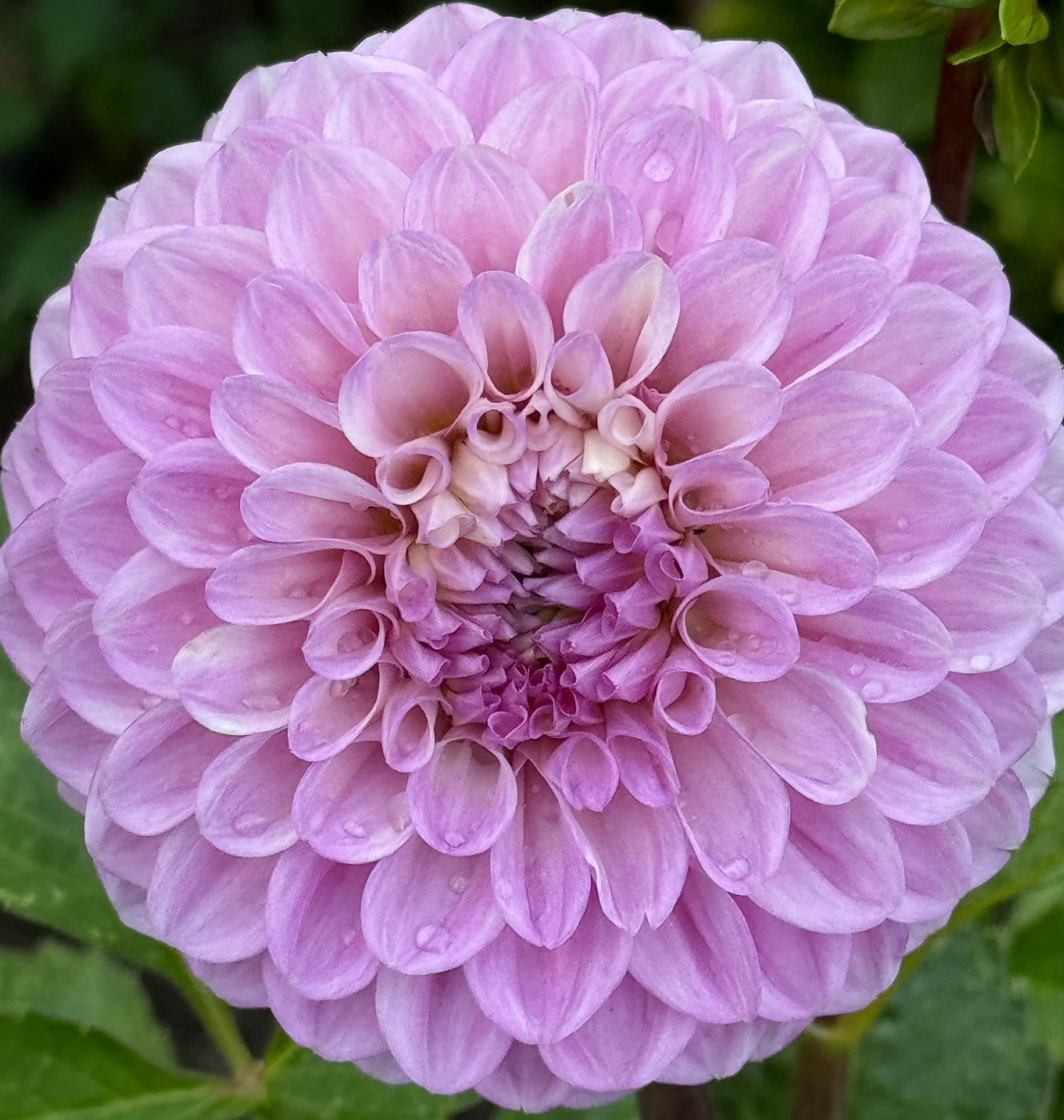 20th Avenue Old Major Dahlia