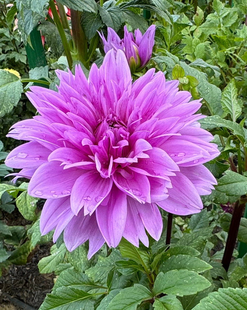 Lilac Time Dahlia