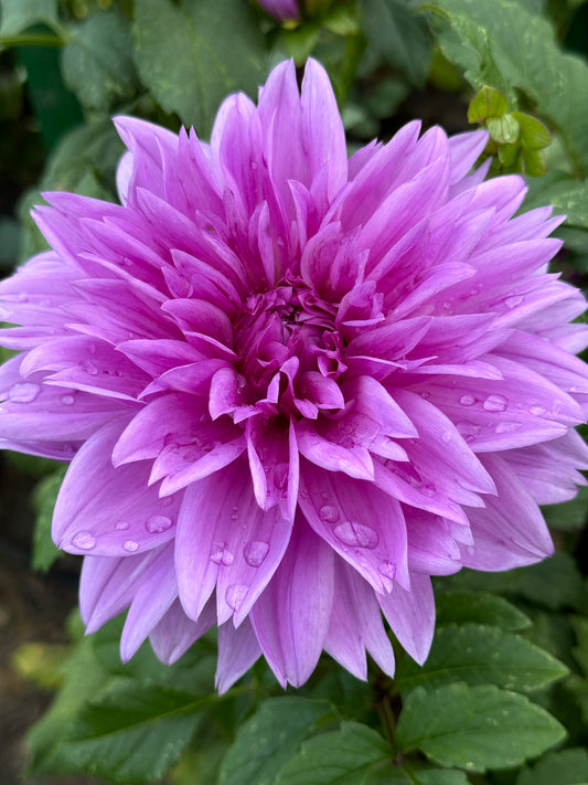 Lilac Time Dahlia