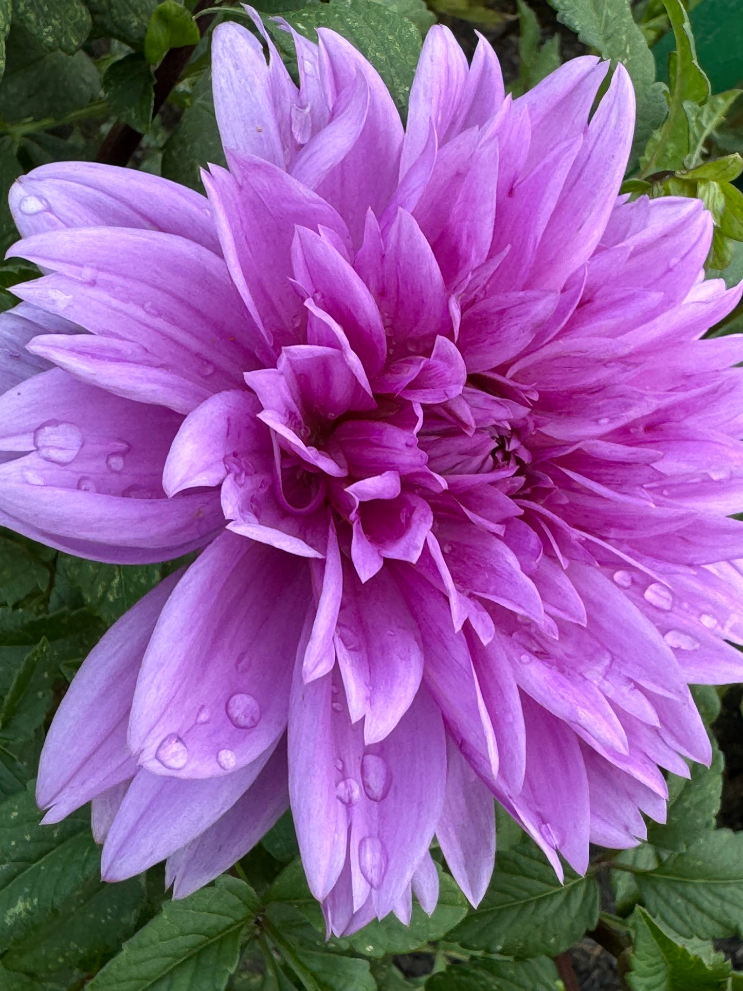 Lilac Time Dahlia