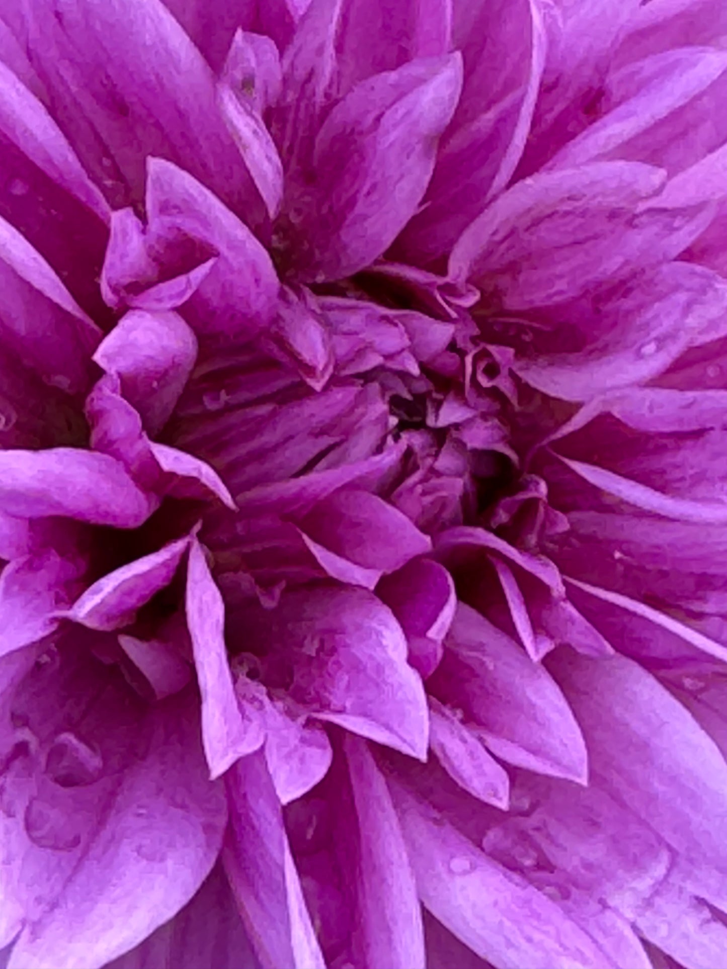 Lilac Time Dahlia