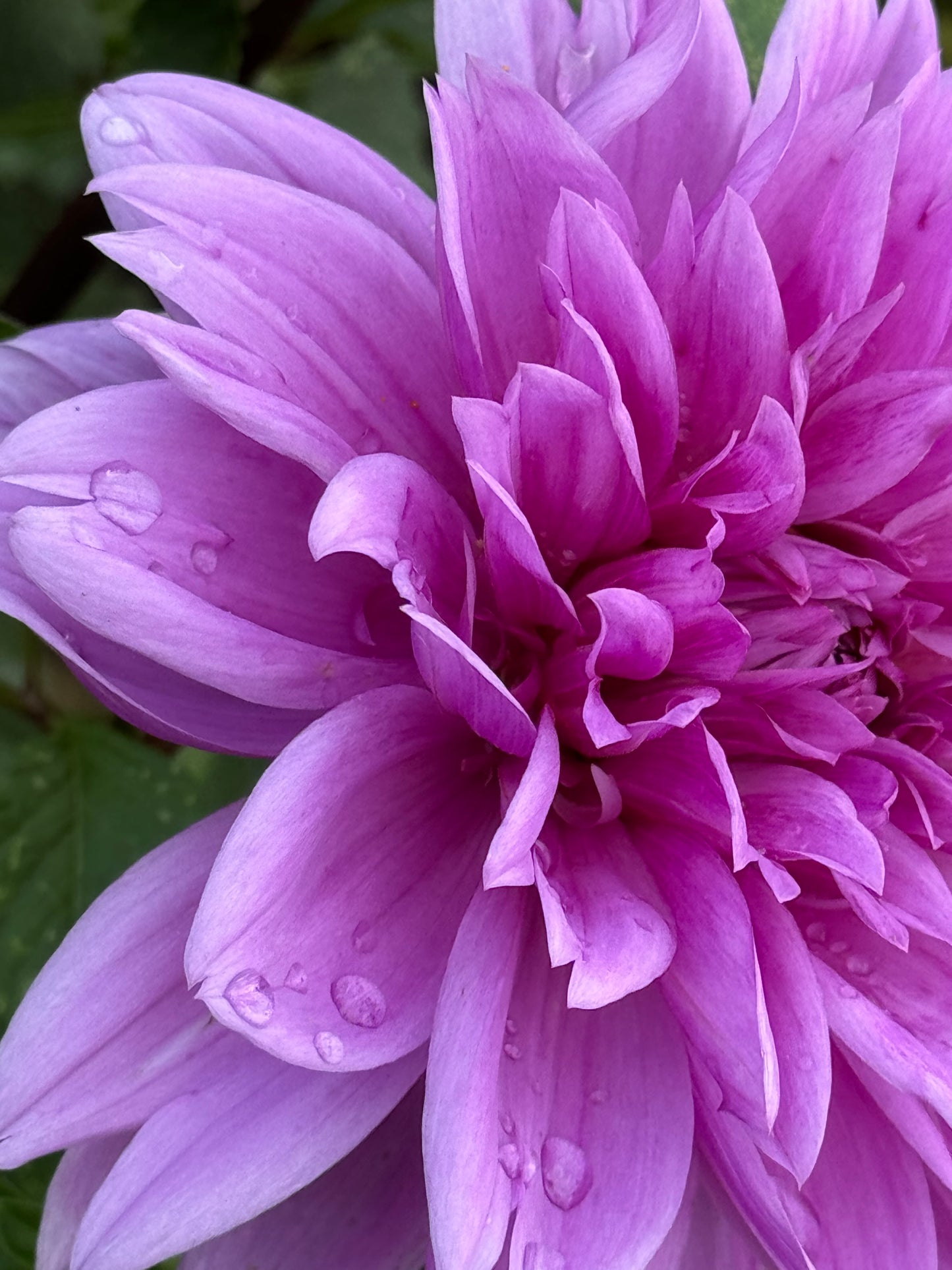 Lilac Time Dahlia