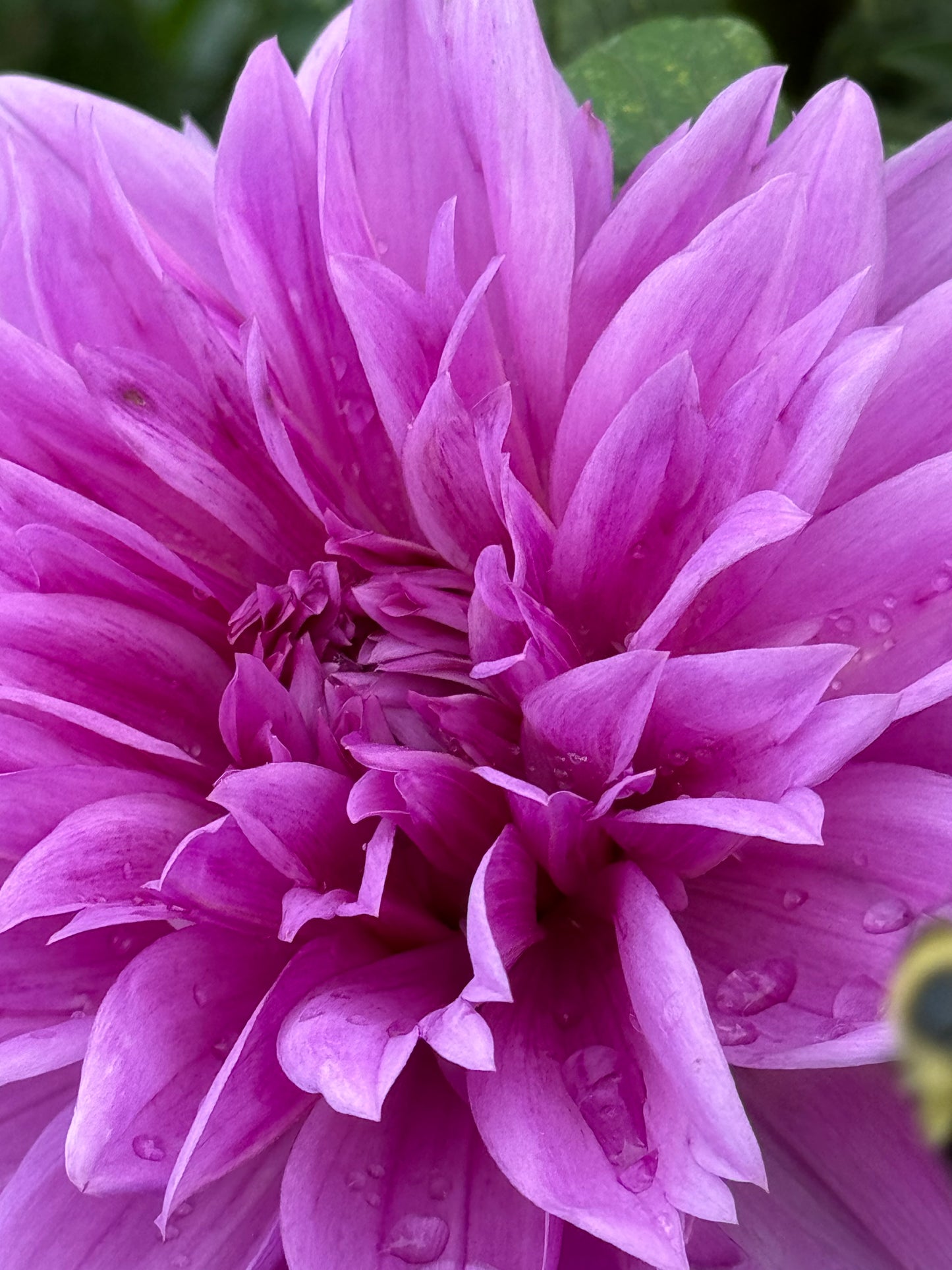 Lilac Time Dahlia