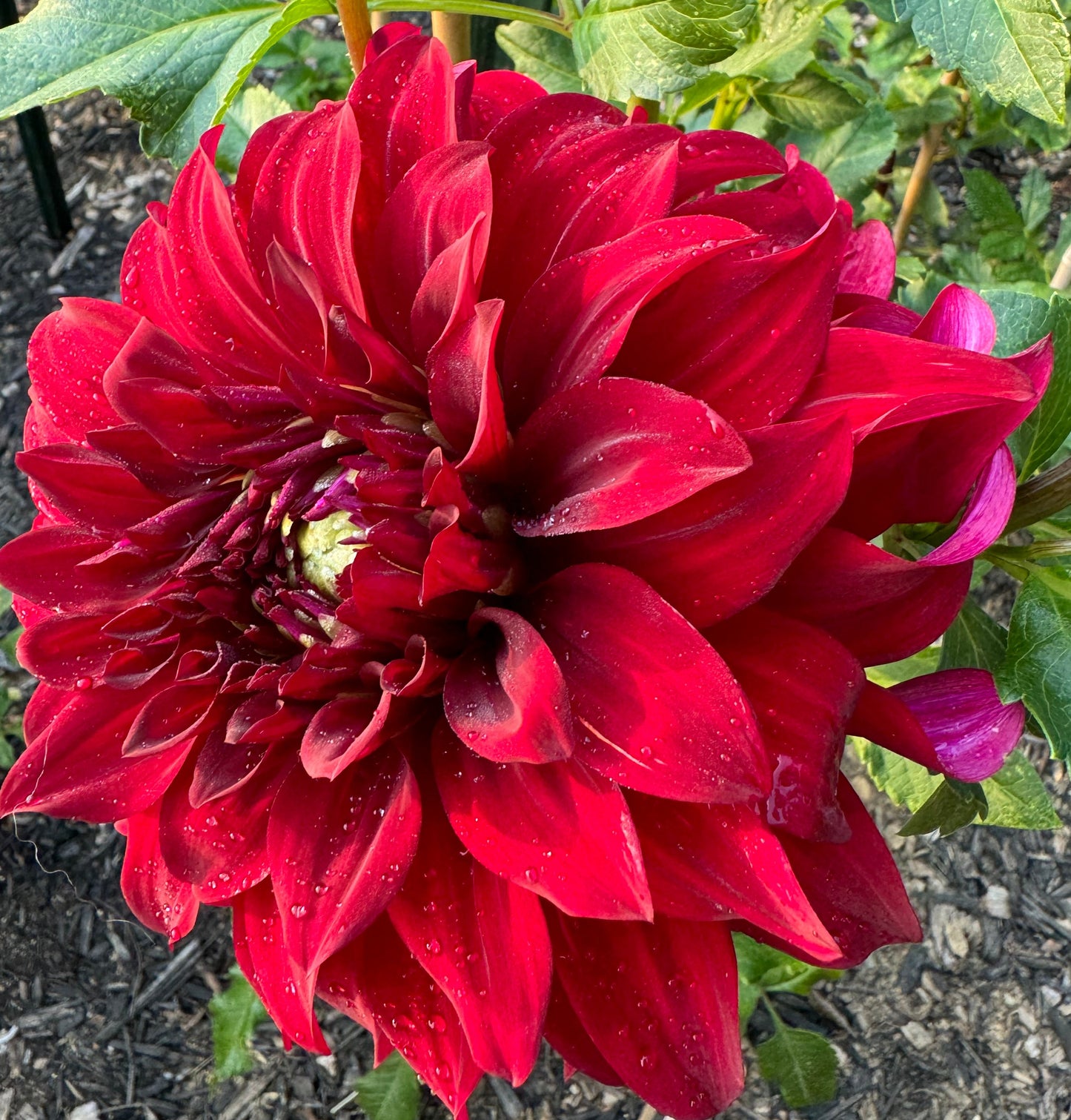 John Meggos Dahlia