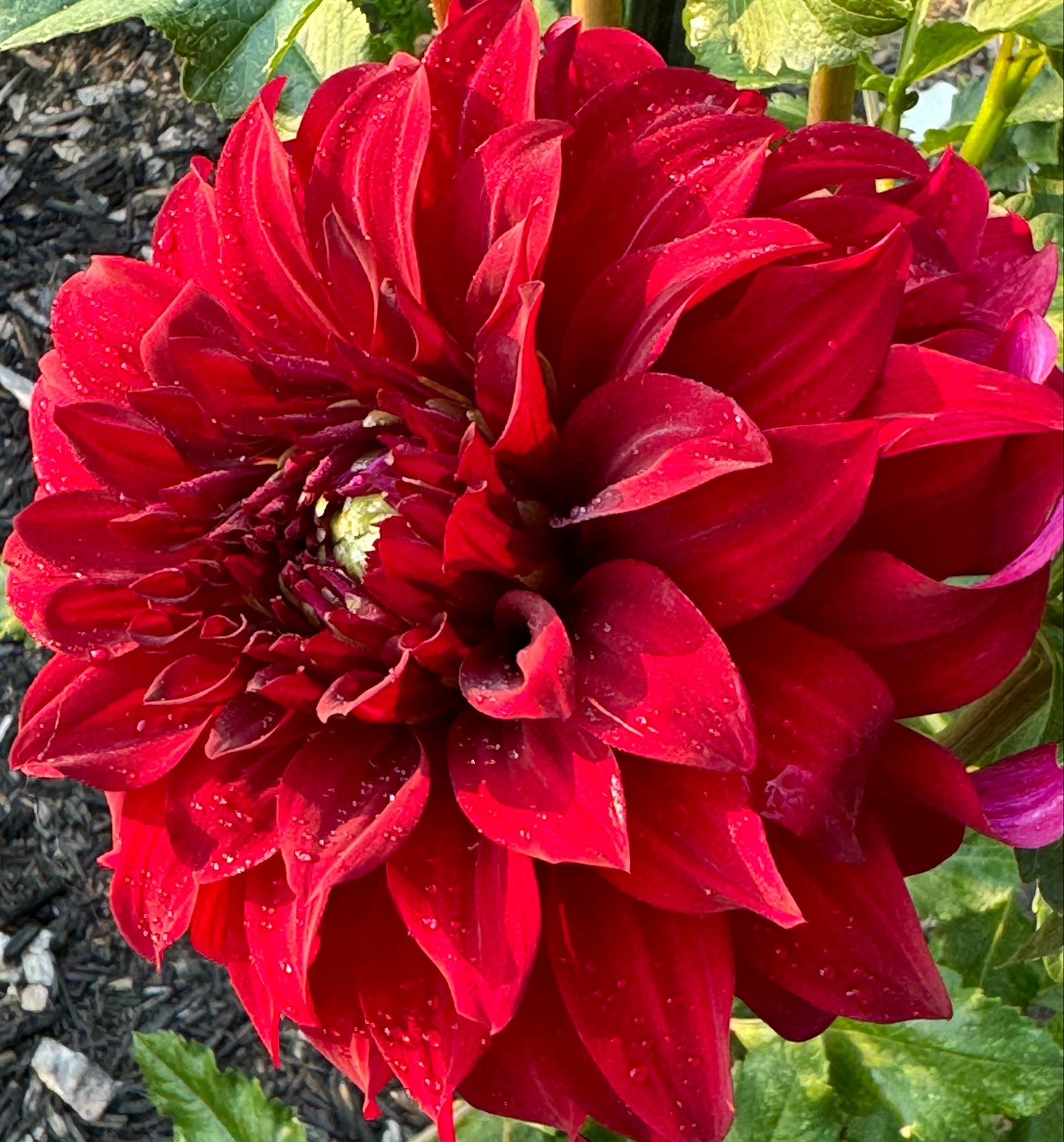 John Meggos Dahlia