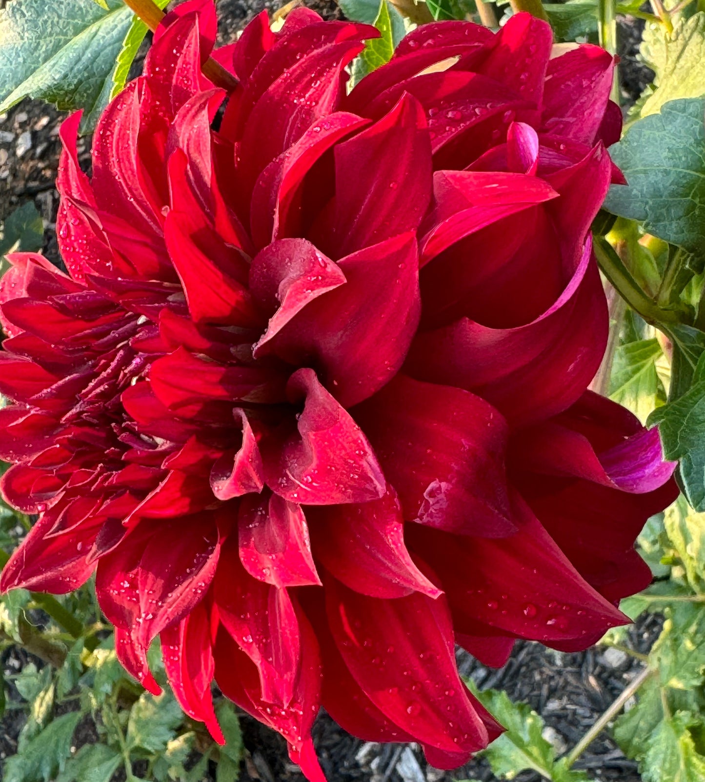 John Meggos Dahlia