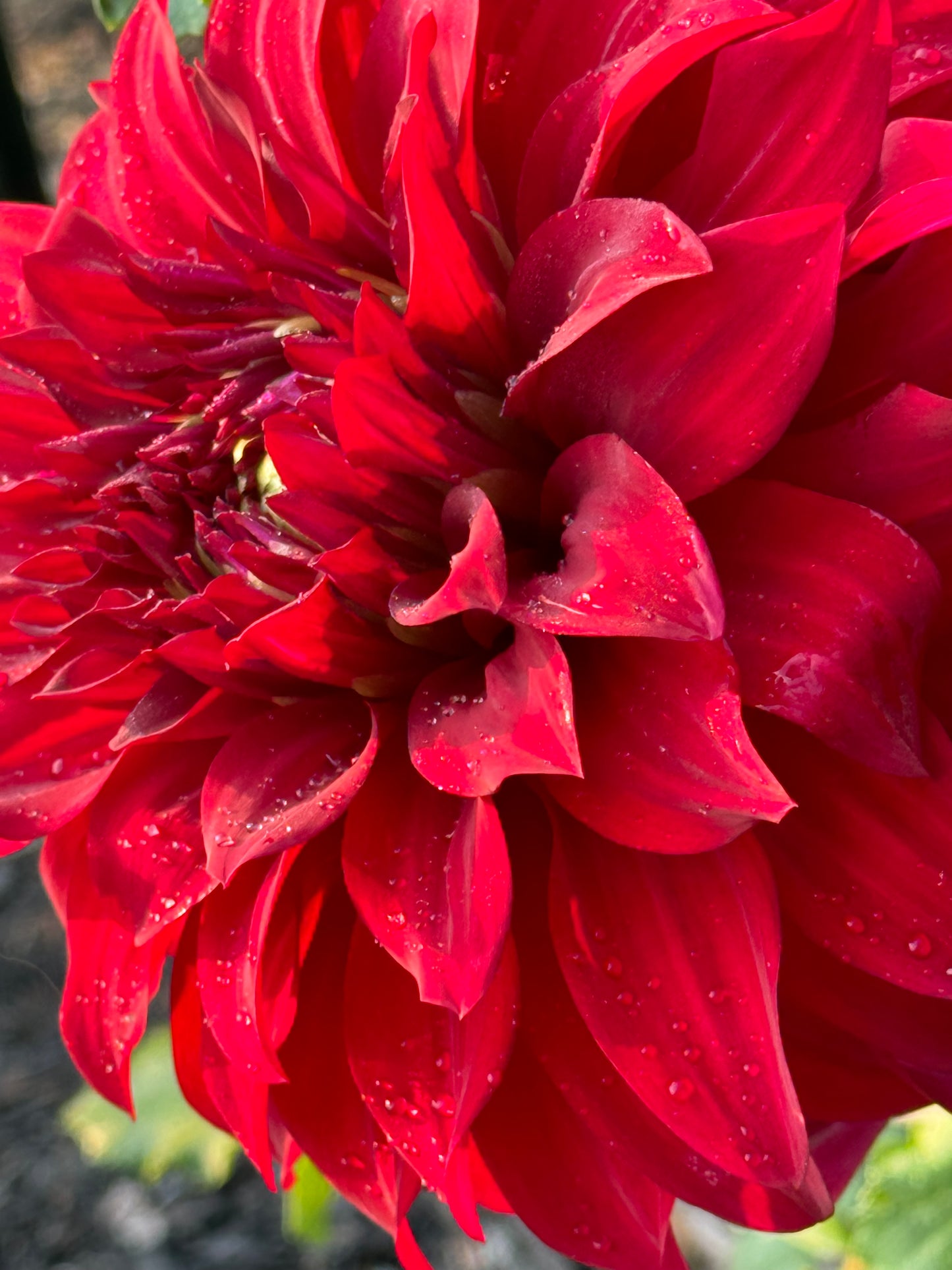 John Meggos Dahlia