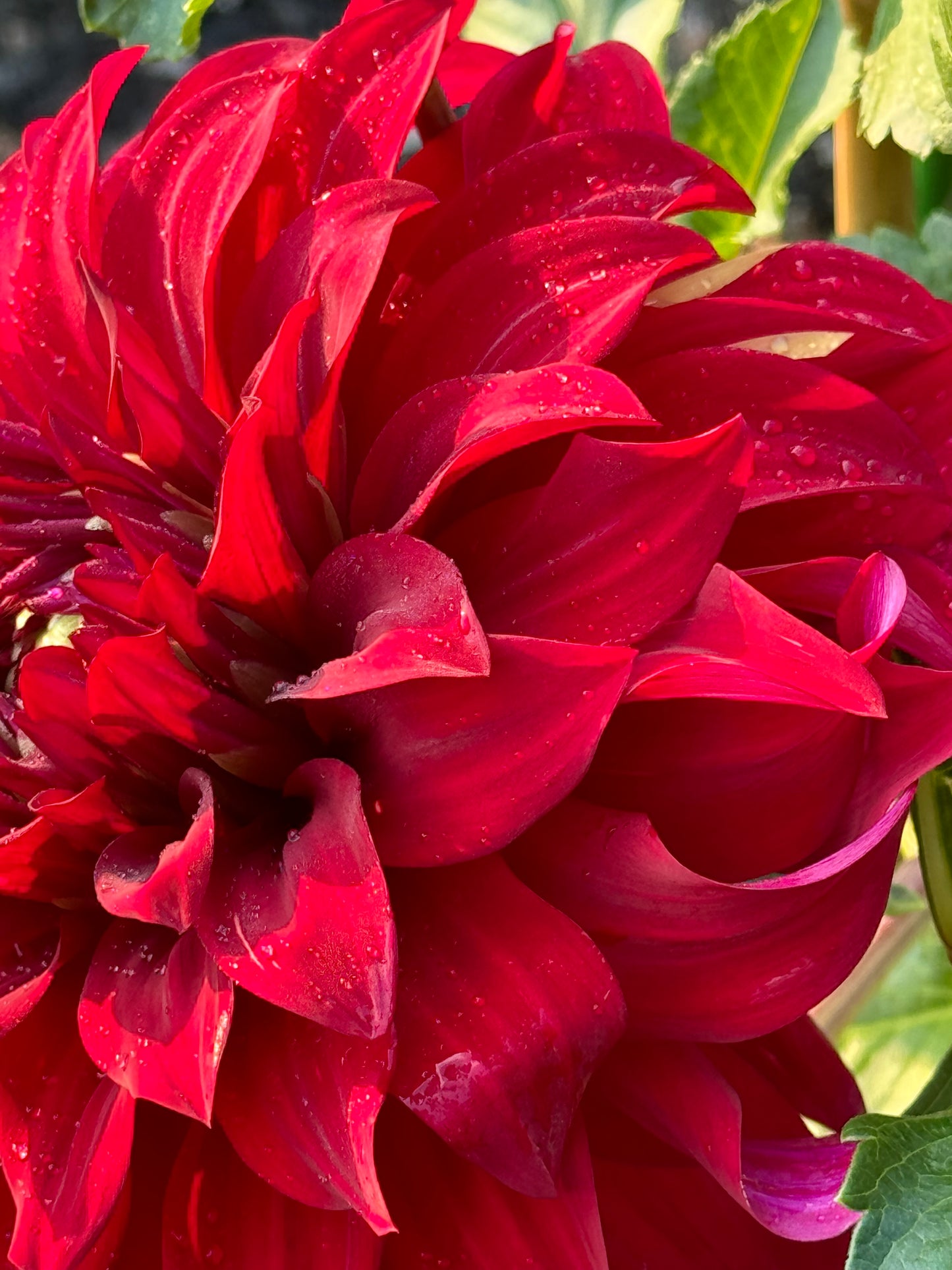 John Meggos Dahlia