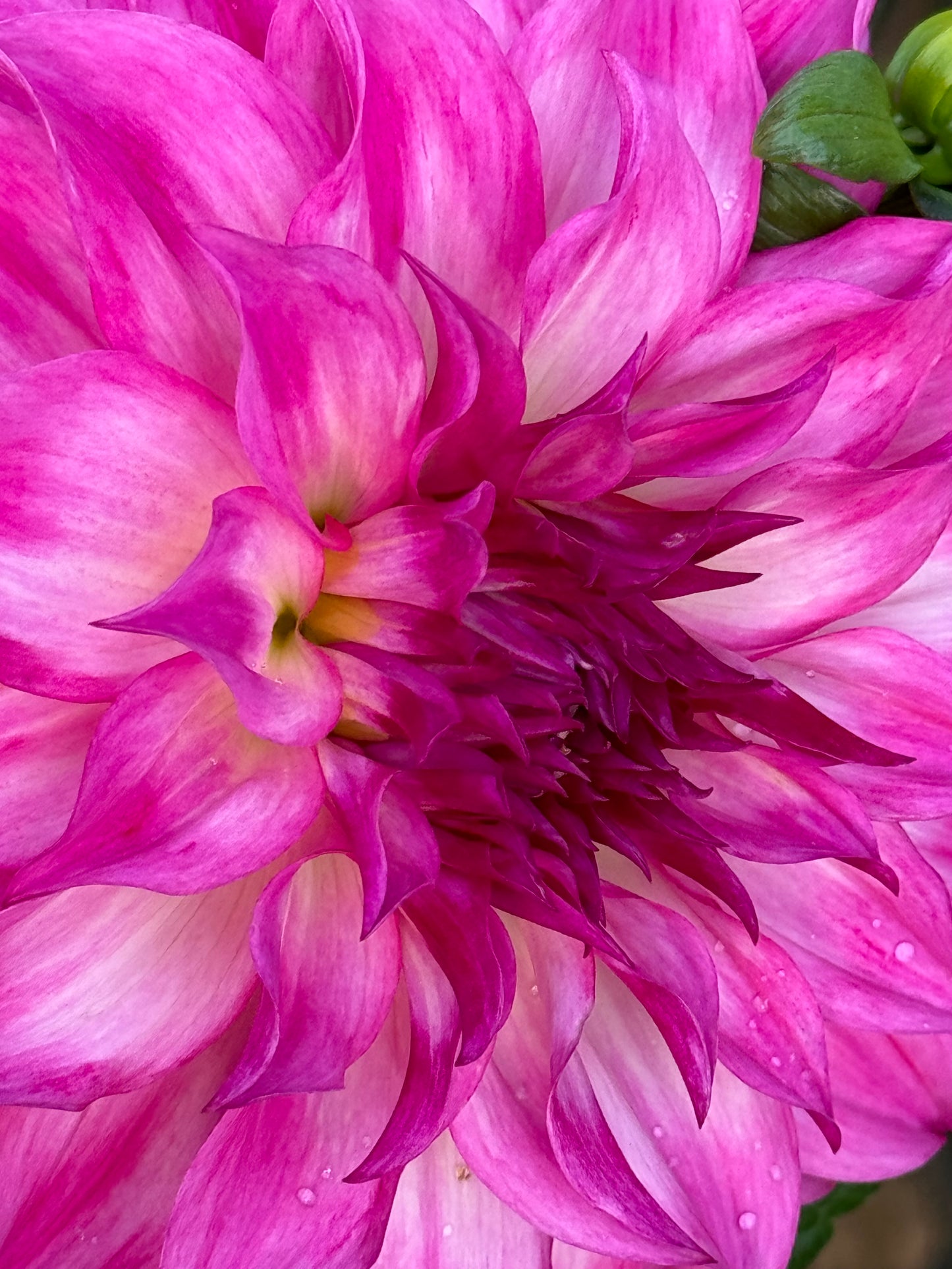 Colorado Classic Dahlia