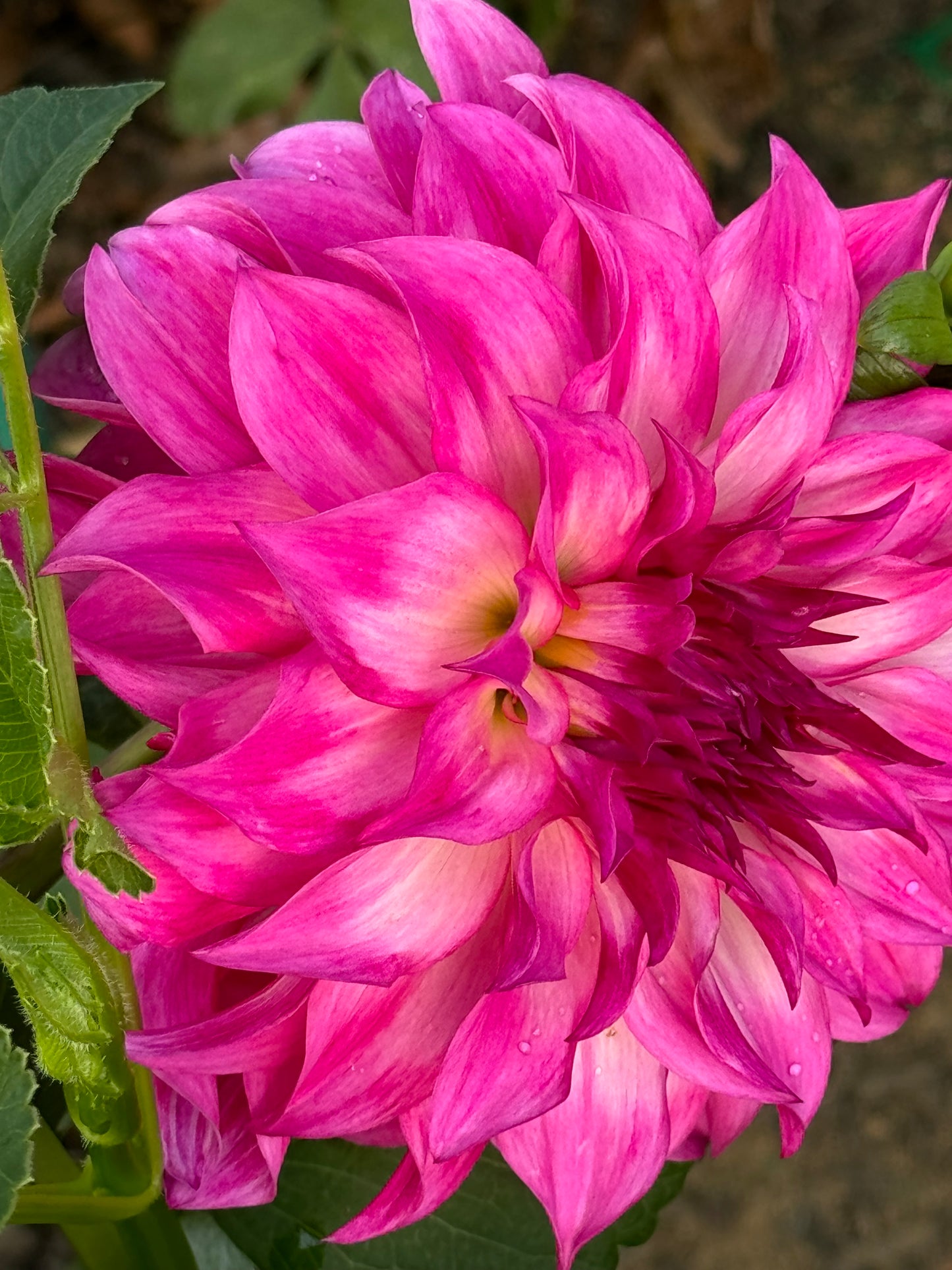 Colorado Classic Dahlia