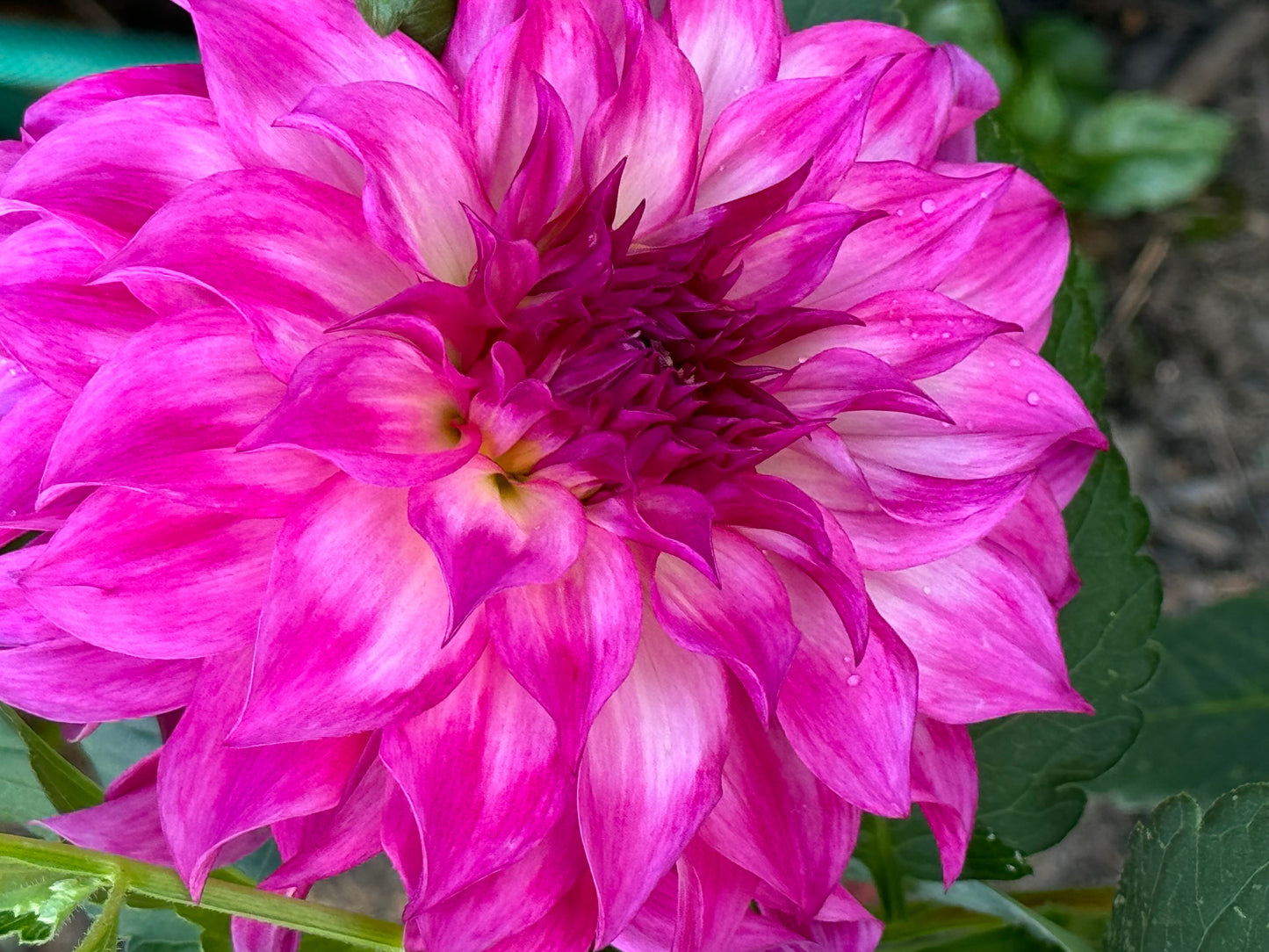 Colorado Classic Dahlia