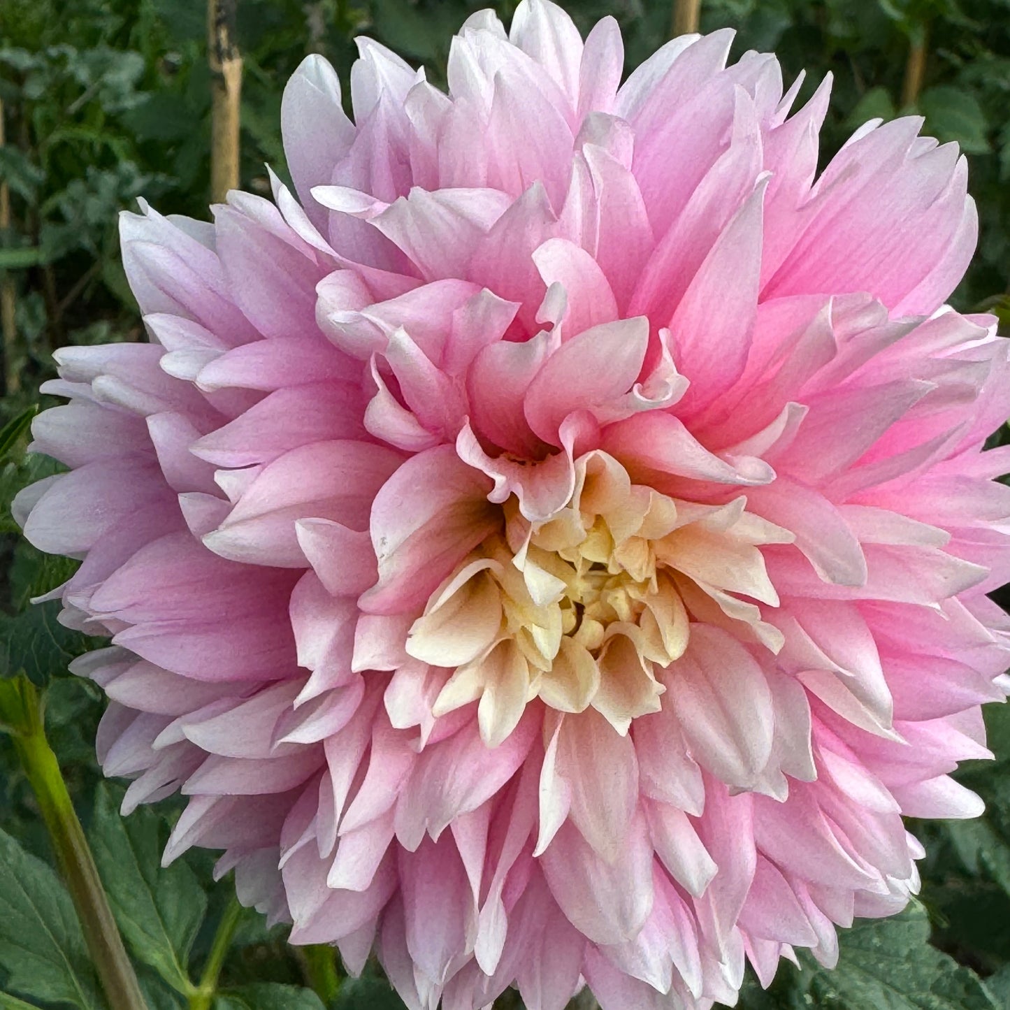 Chilson’s Pride Dahlia