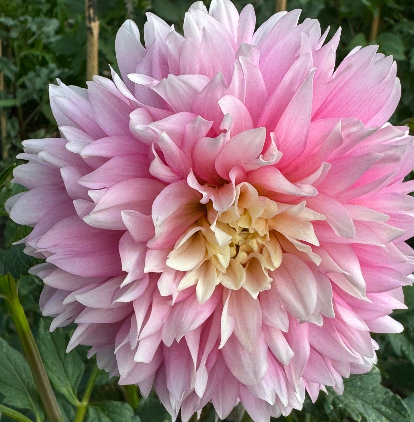 Pink Ruffles  Dahlia