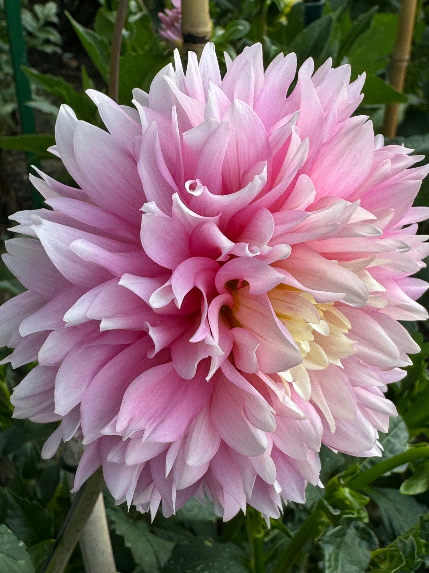 Chilson’s Pride Dahlia