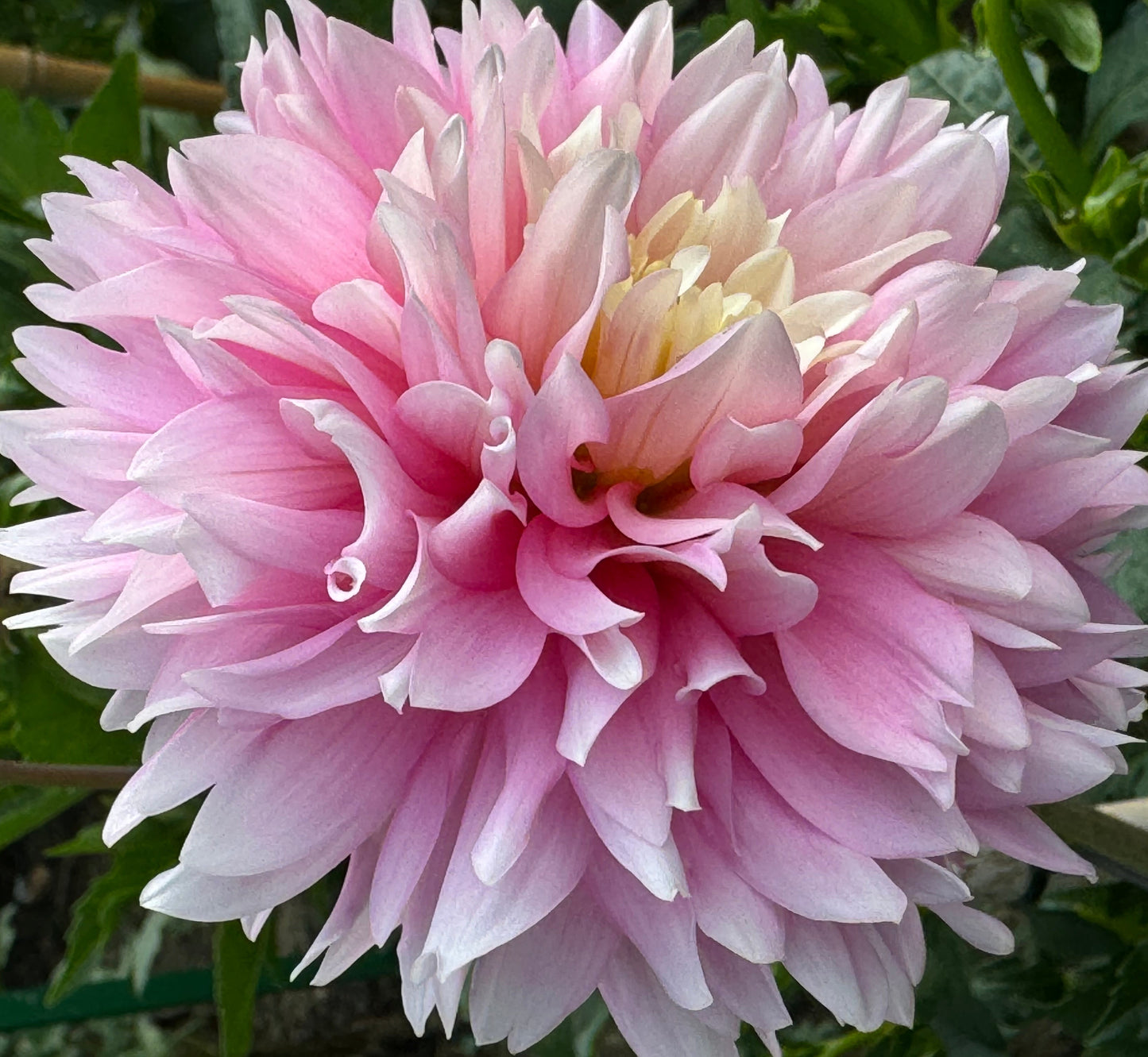 Pink Ruffles  Dahlia