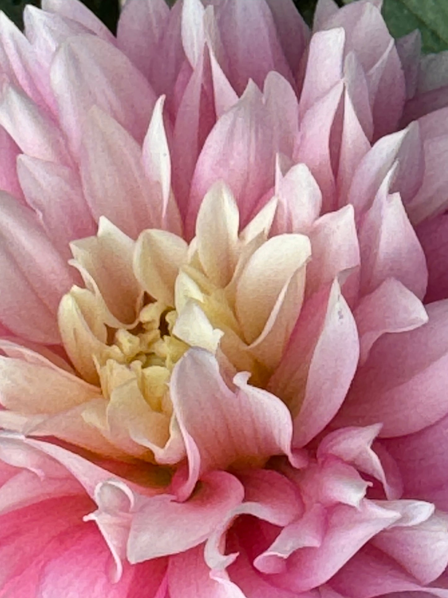 Pink Ruffles  Dahlia