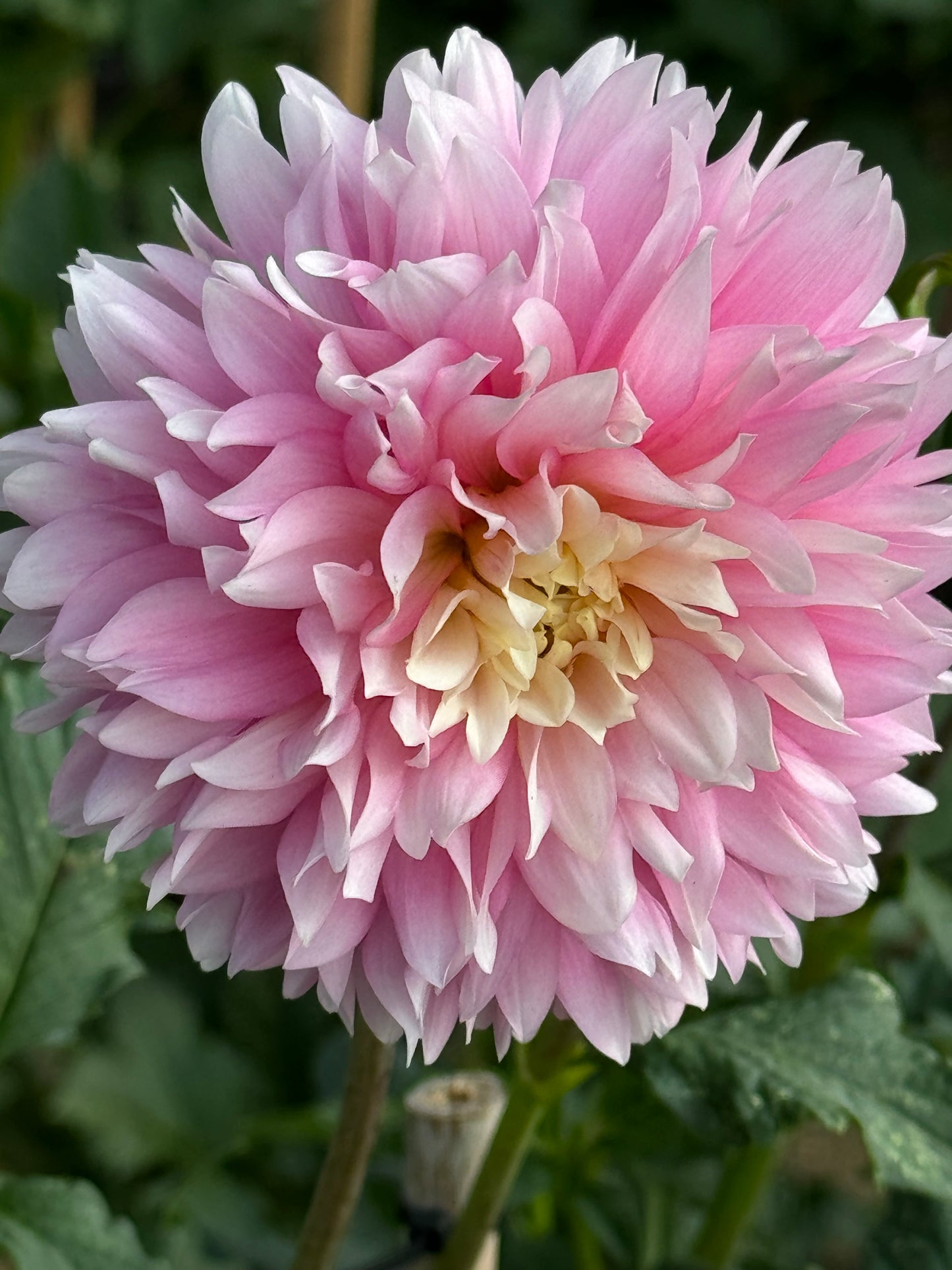 Chilson’s Pride Dahlia