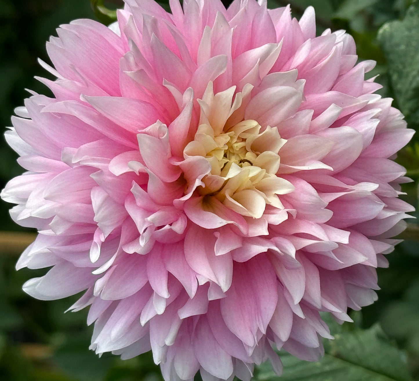 Pink Ruffles  Dahlia