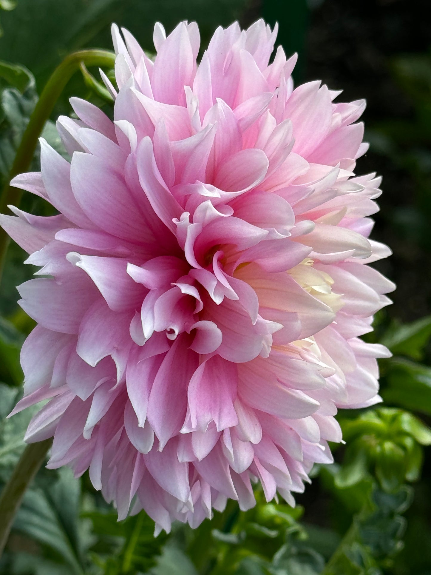 Chilson’s Pride Dahlia