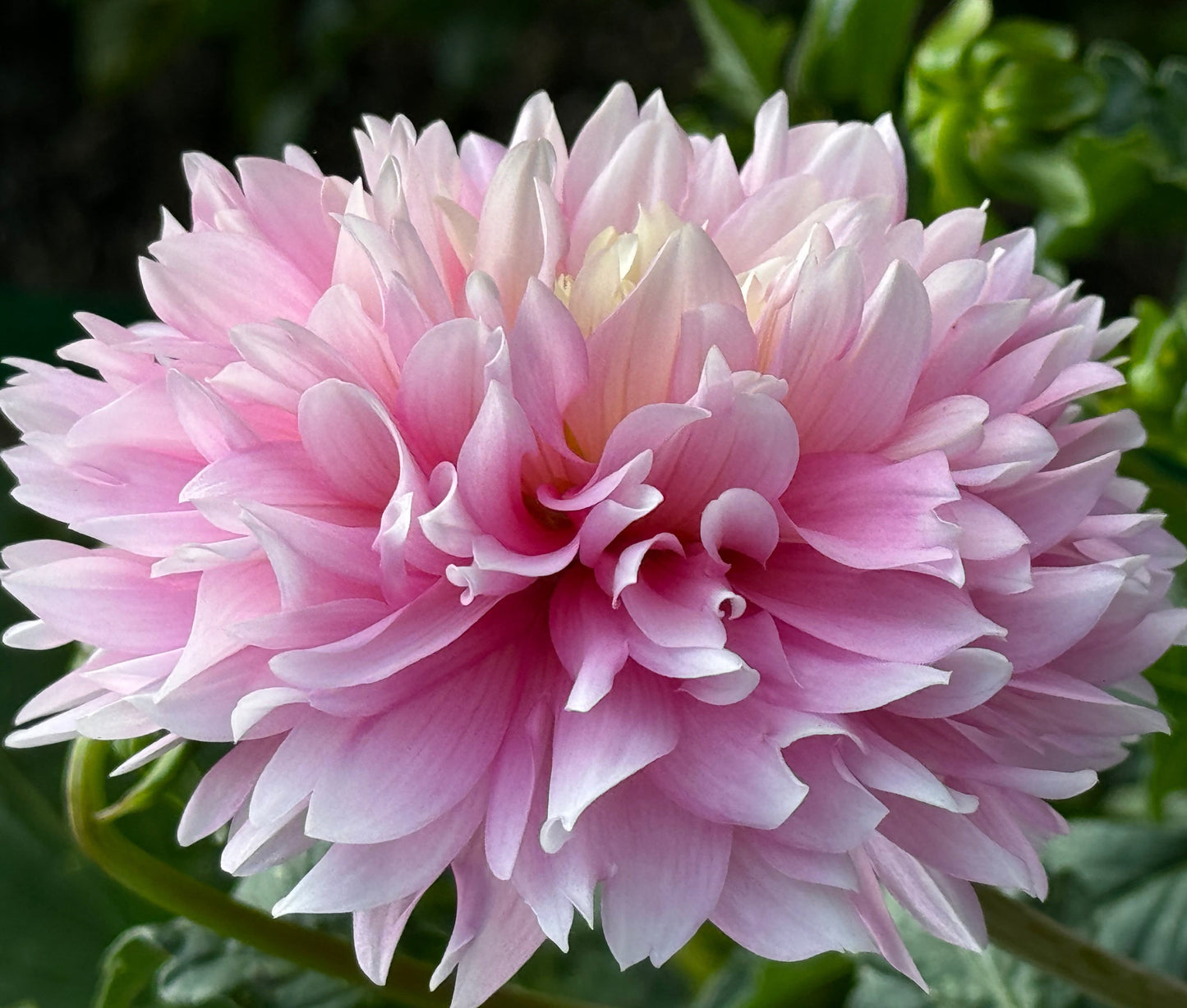 Pink Ruffles  Dahlia