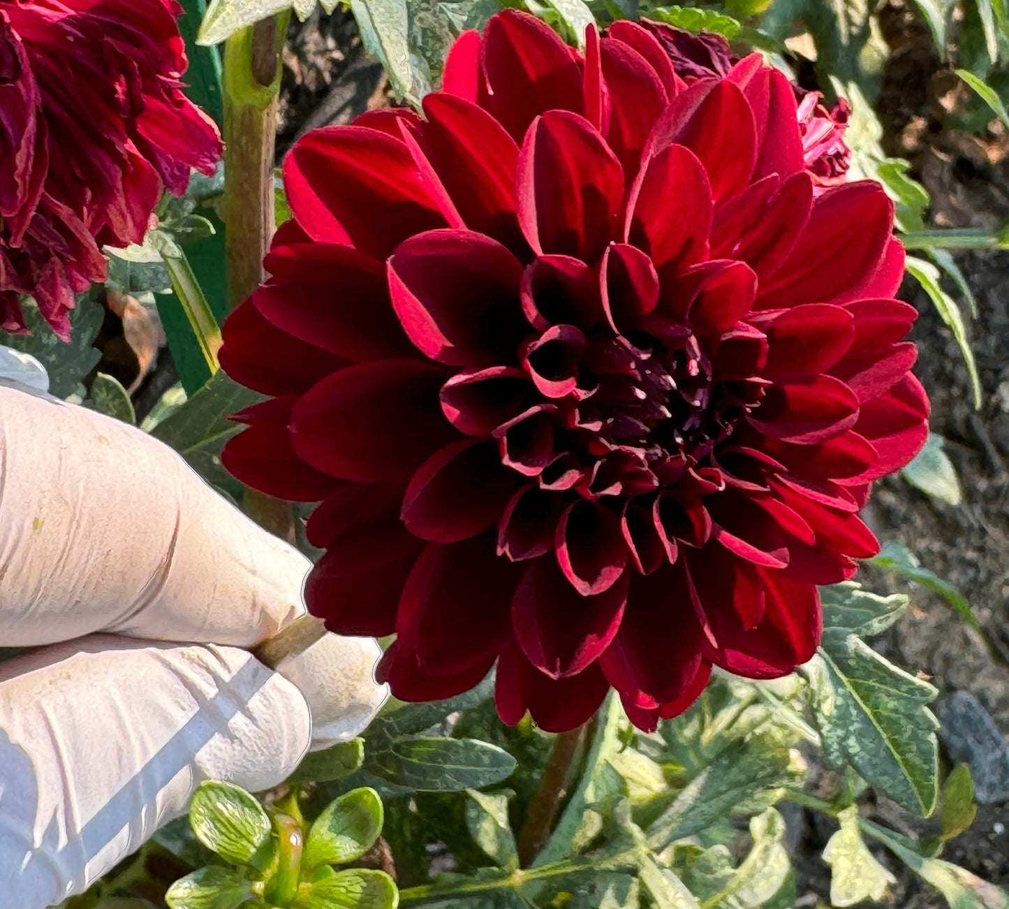 Bloomquist Cluster Dahlia