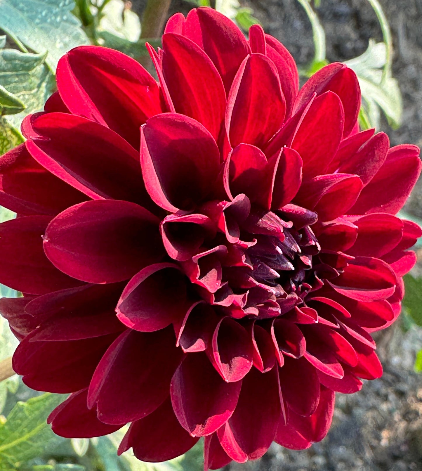 Bloomquist Cluster Dahlia