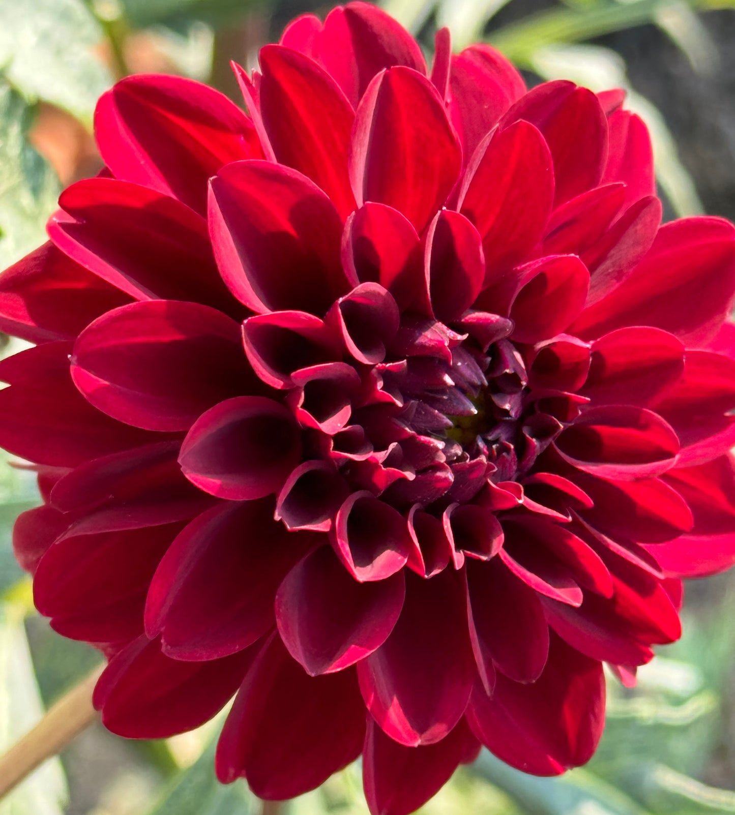 Bloomquist Cluster Dahlia