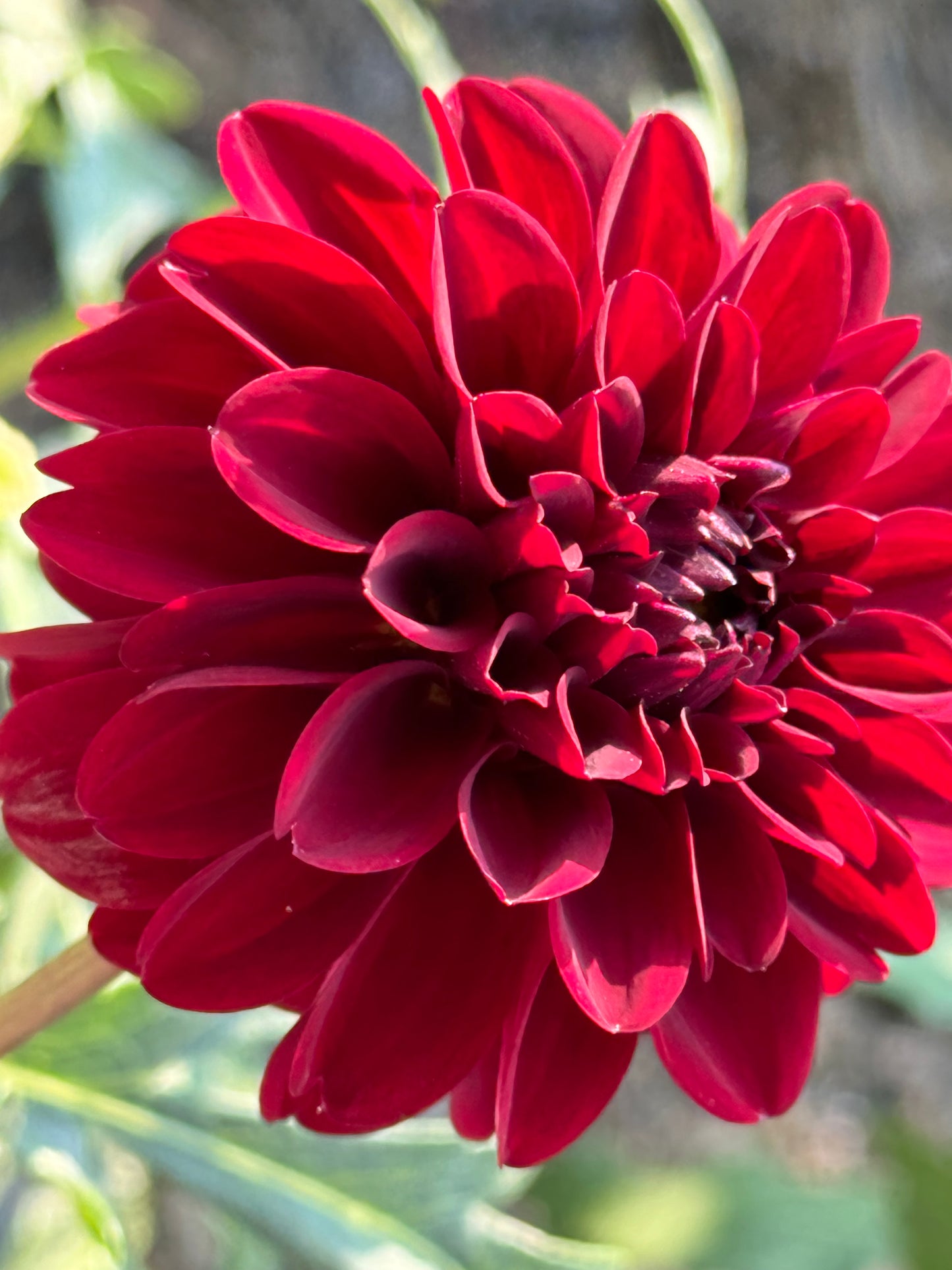 Bloomquist Cluster Dahlia