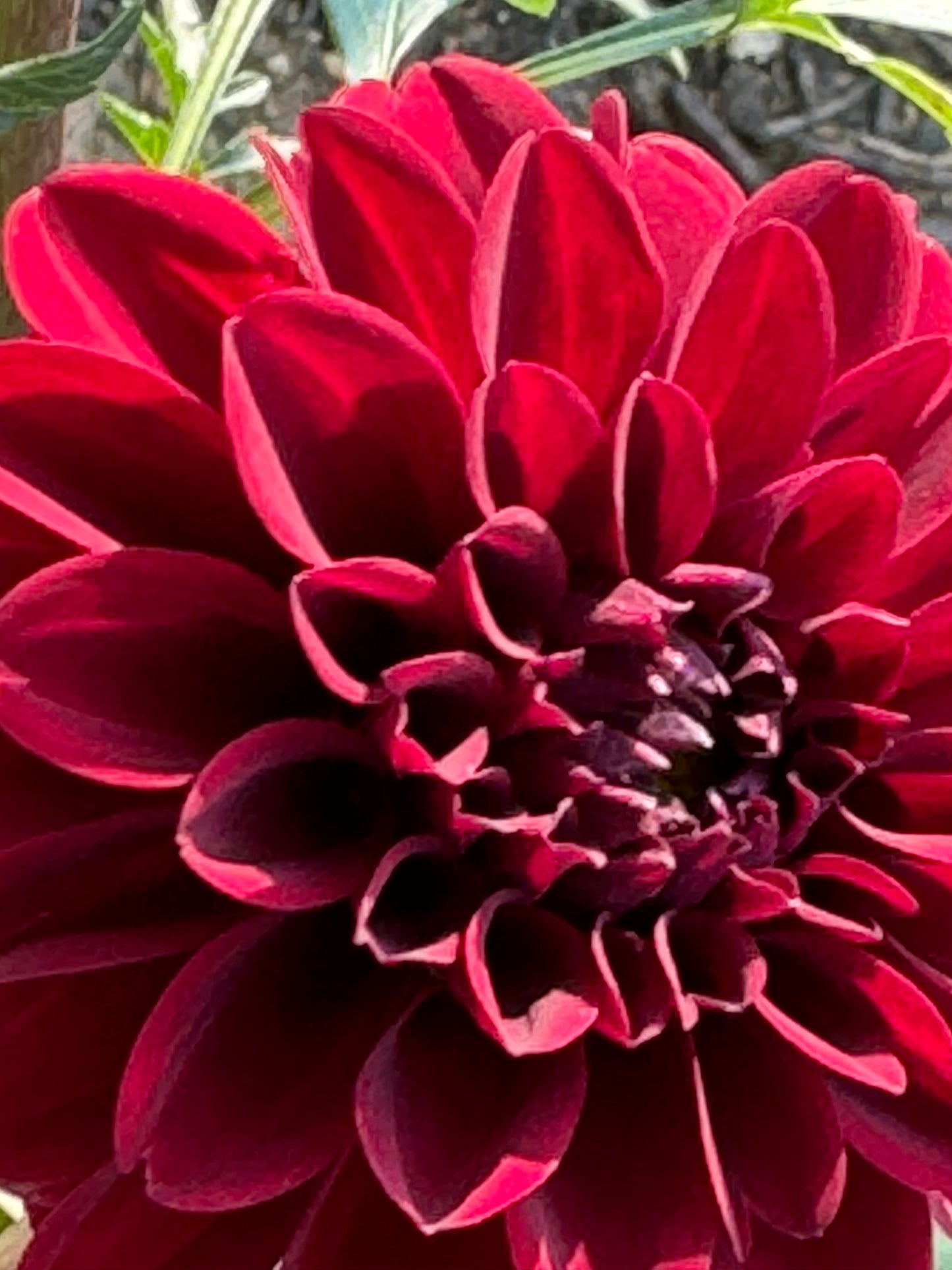 Bloomquist Cluster Dahlia