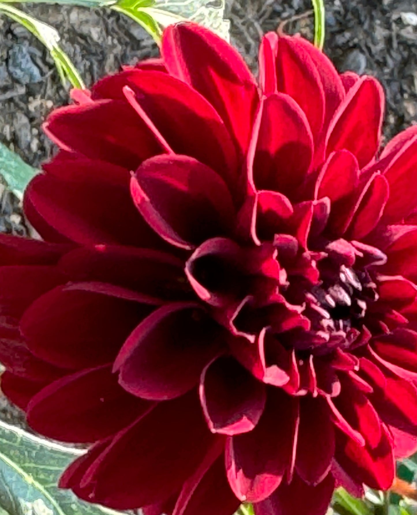 Bloomquist Cluster Dahlia