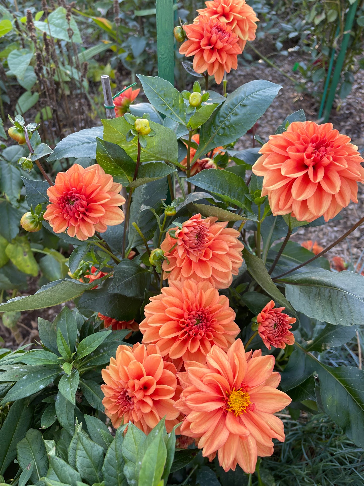 Nicholas Dahlia