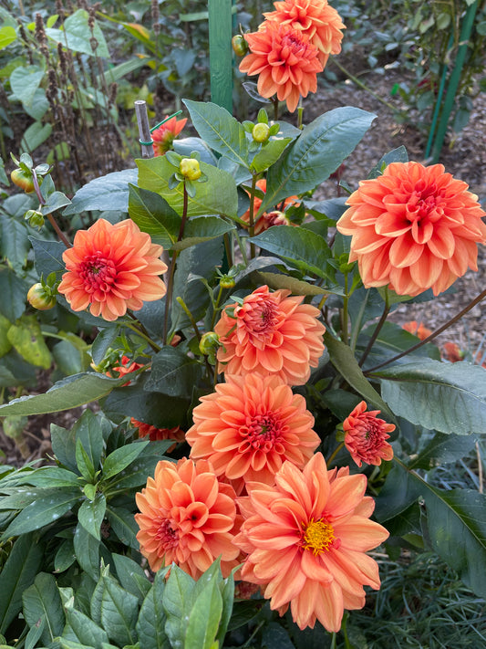 Nicholas Dahlia