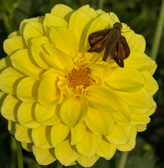 Bloomquist Happiness Dahlia