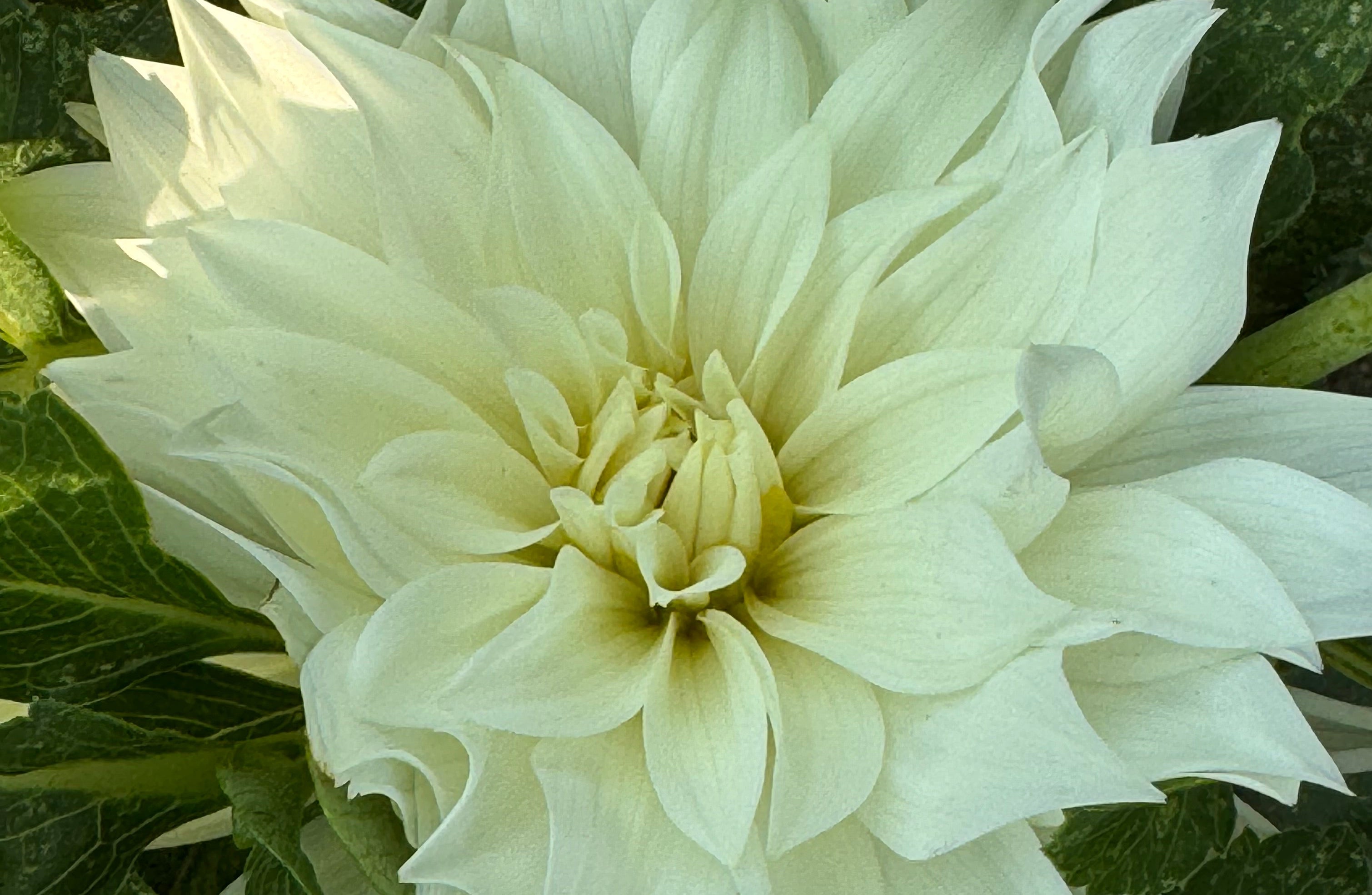 Walter Hardesty Dahlia – Draginas Dahlias