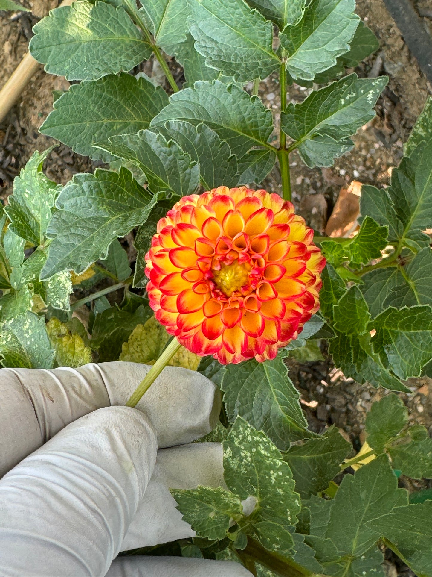 Kasasagi Dahlia