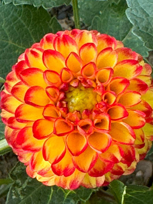 Kasasagi Dahlia