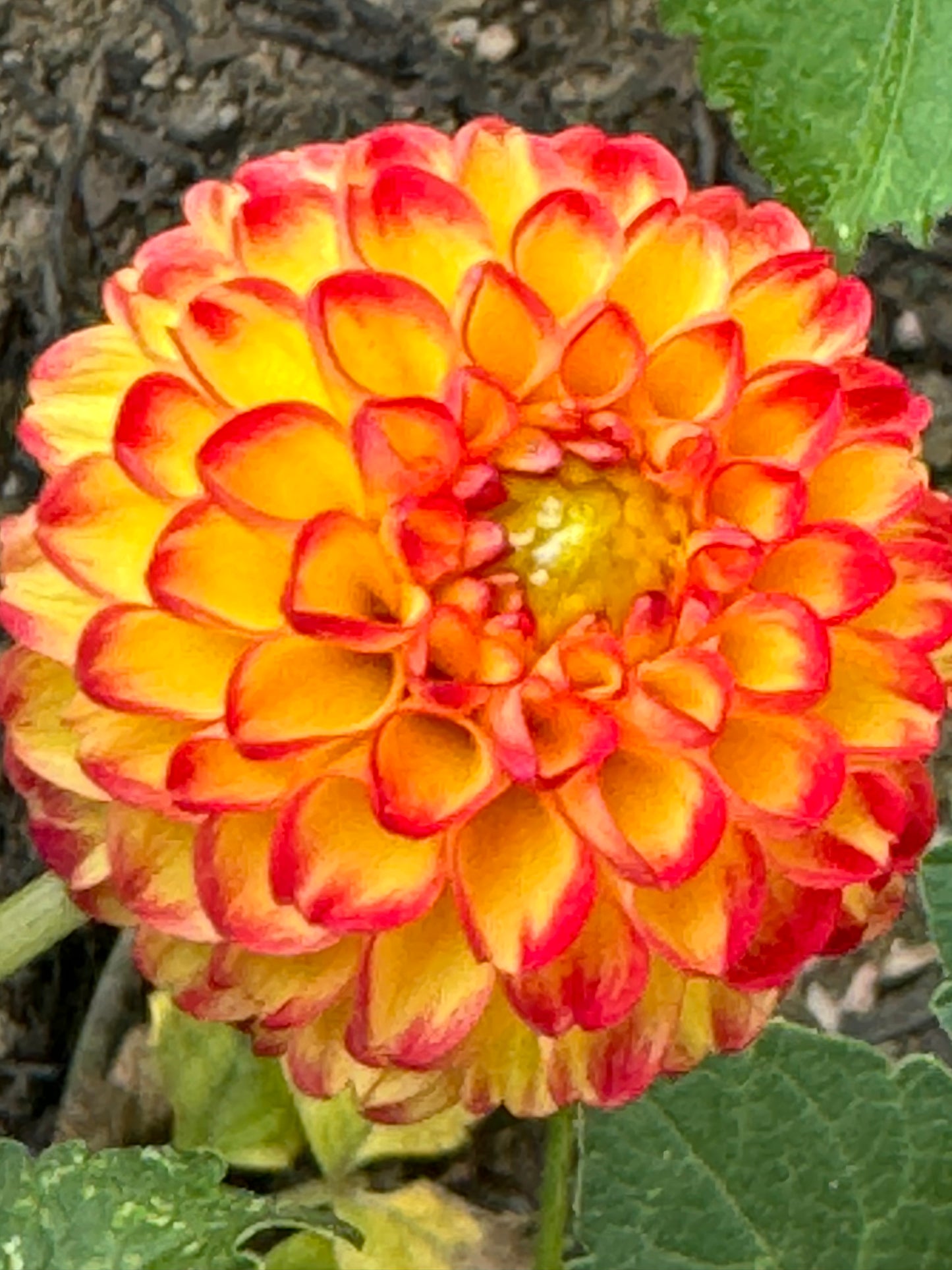 Kasasagi Dahlia