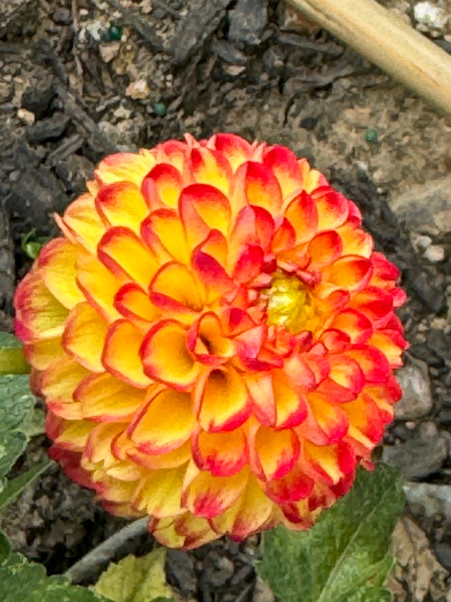 Kasasagi Dahlia