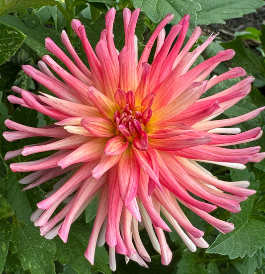 Bloomquist Bethany Dahlia