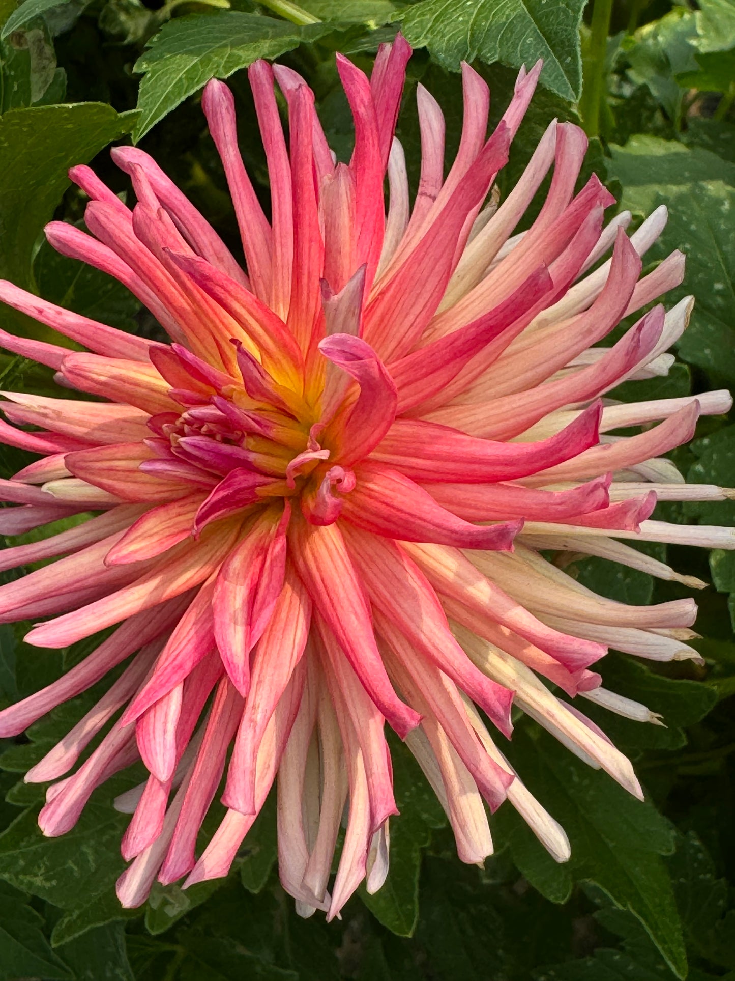 Bloomquist Bethany Dahlia