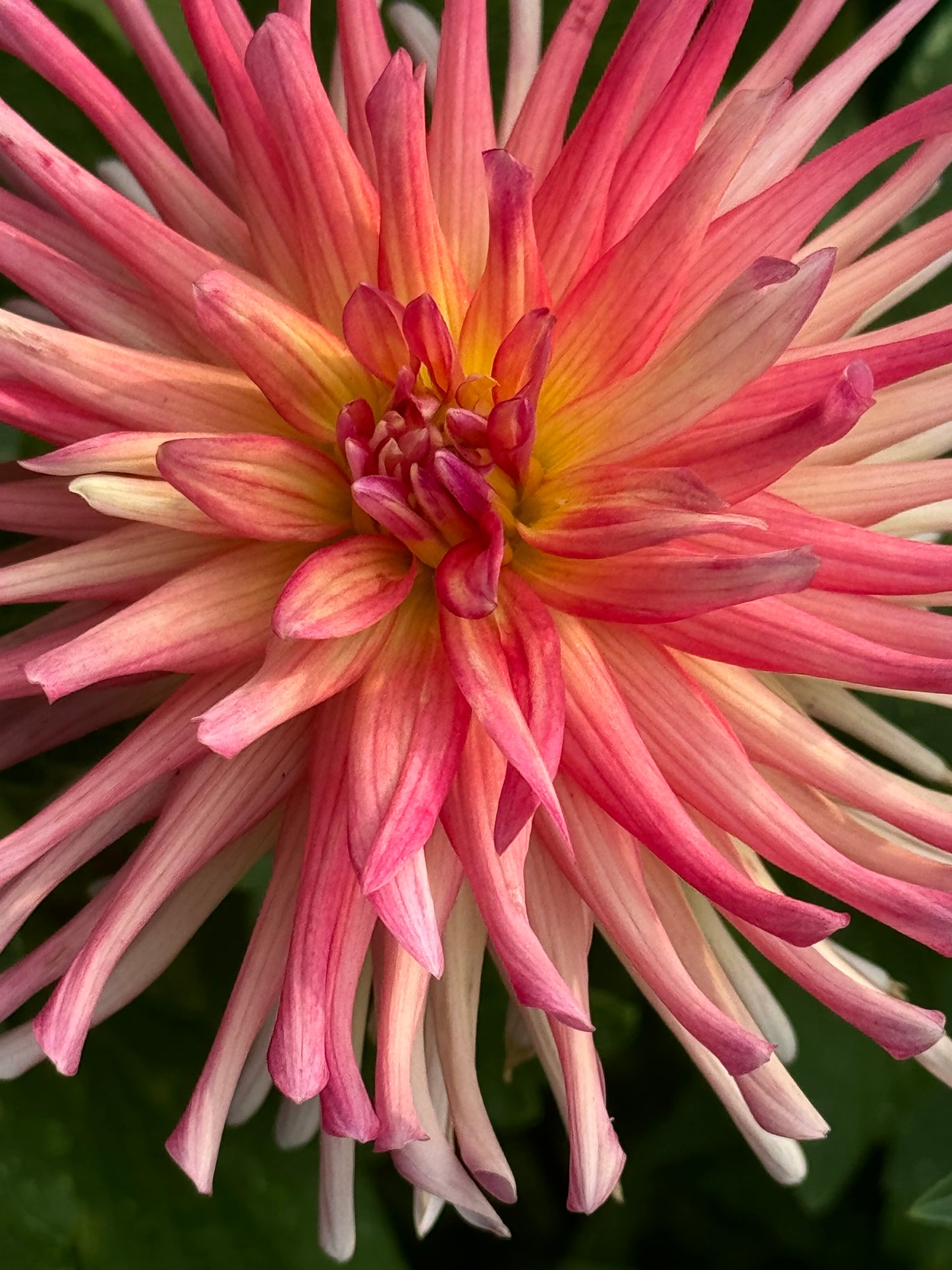 Bloomquist Bethany Dahlia