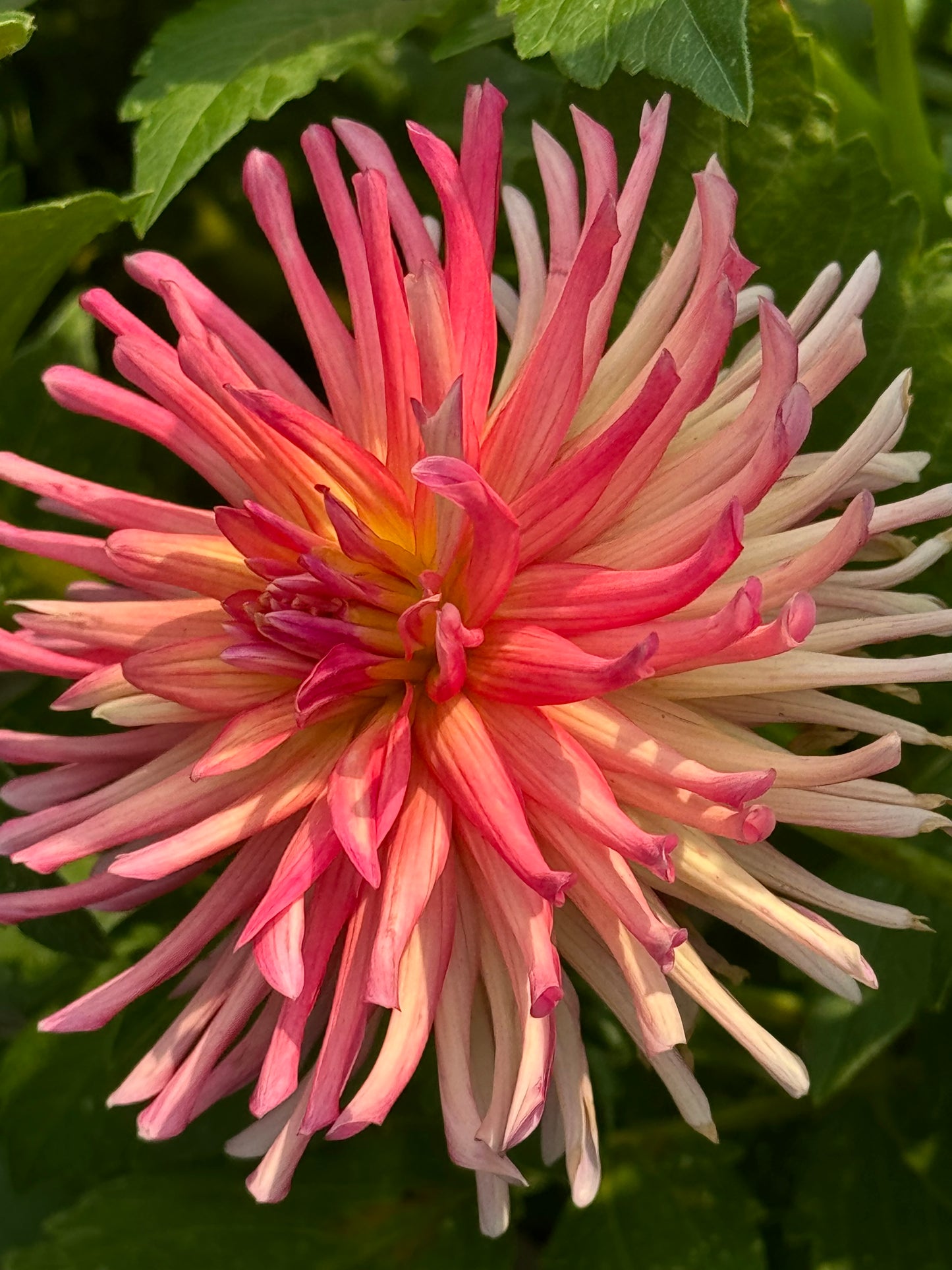 Bloomquist Bethany Dahlia