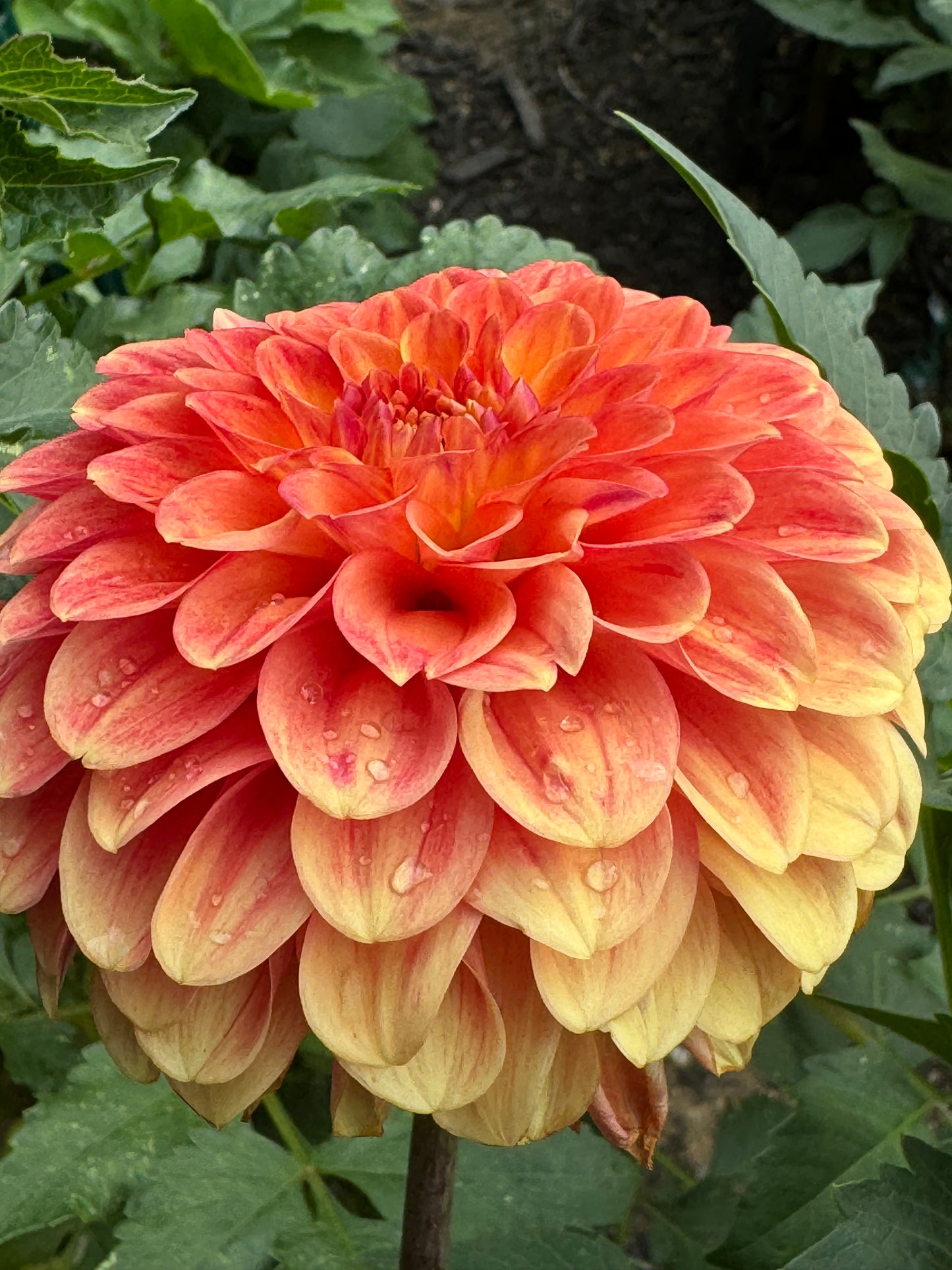 Camano Buzz Dahlia