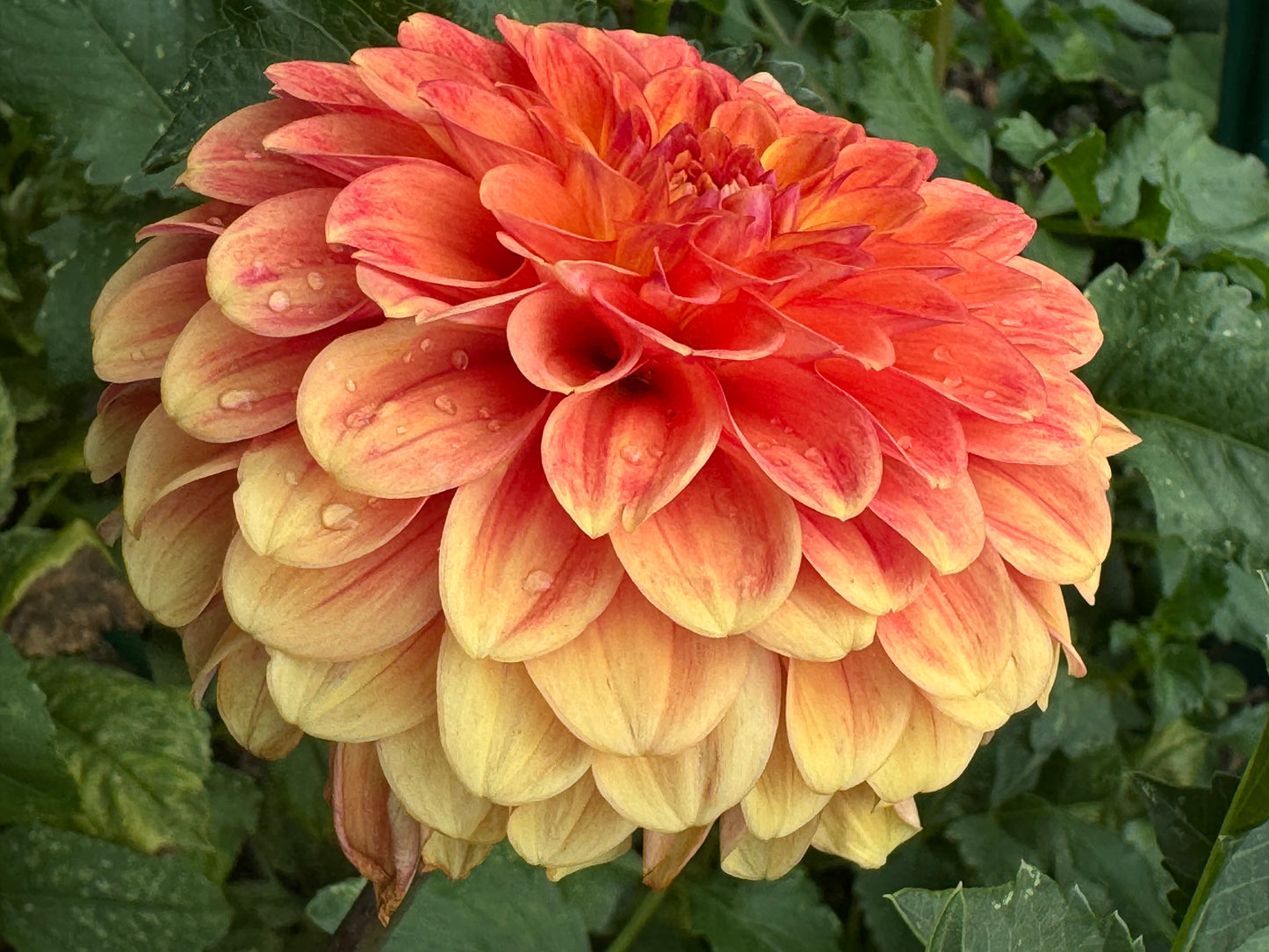 Camano Buzz Dahlia