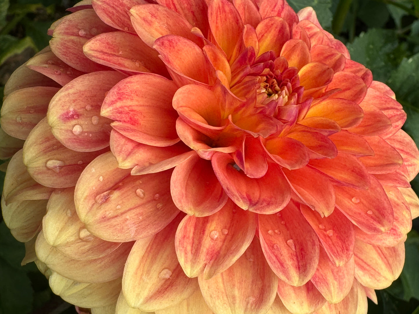 Camano Buzz Dahlia