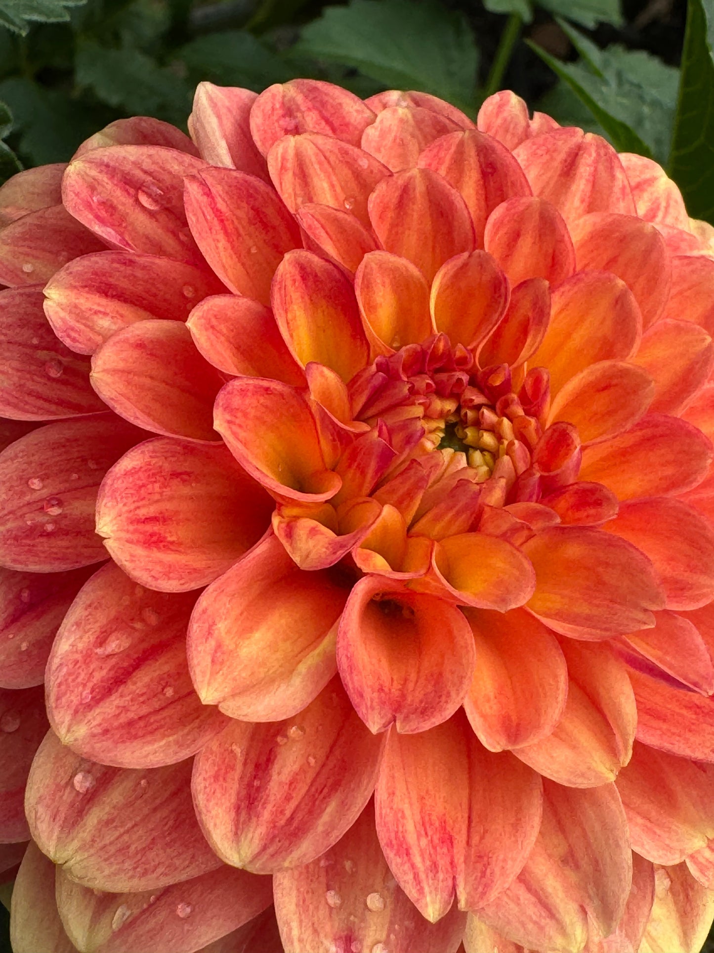 Camano Buzz Dahlia